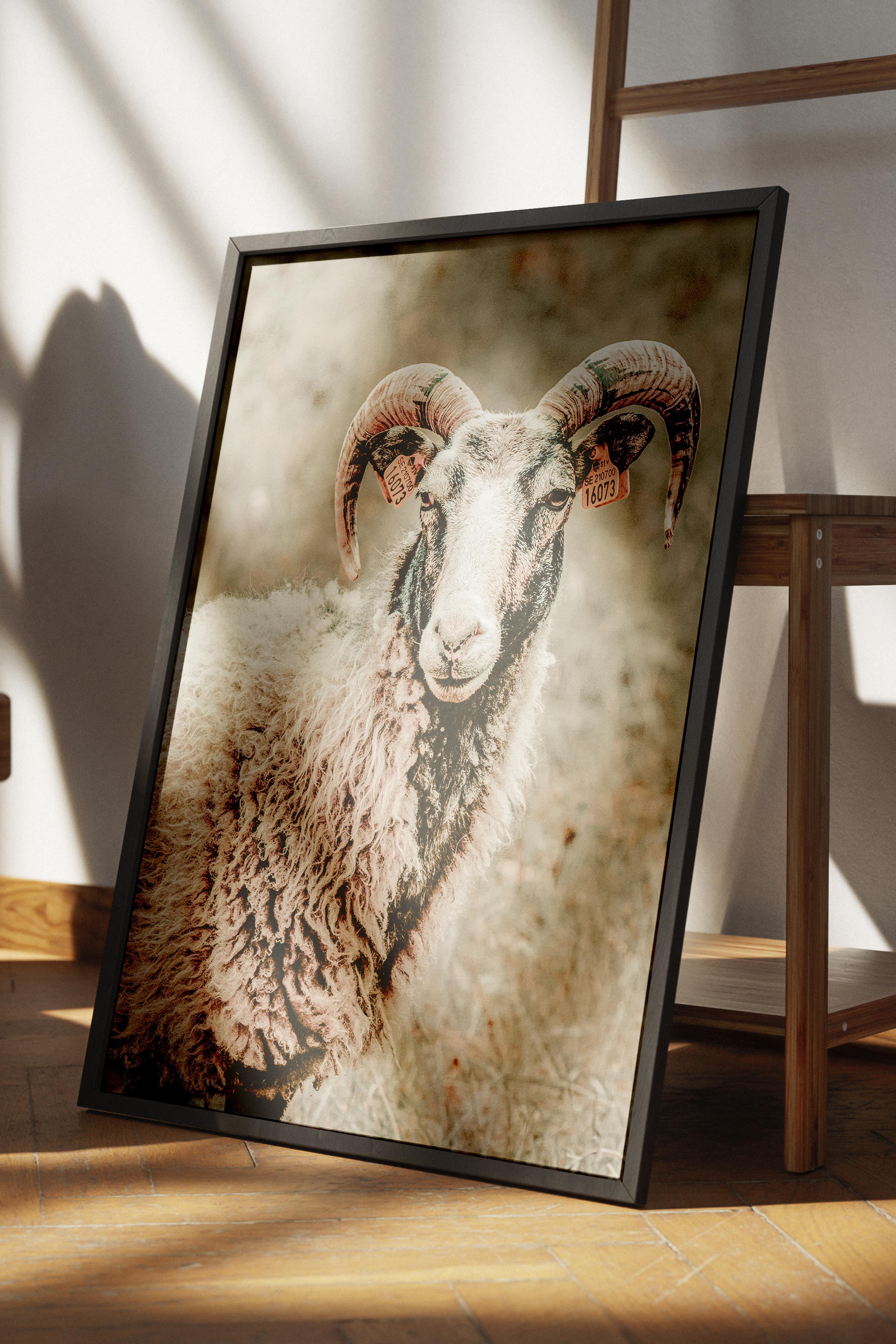 Rustic Çerçevesiz Poster, İskandinav Beyaz Poster, NO:385 Koyun Fotoğraf, Dikey