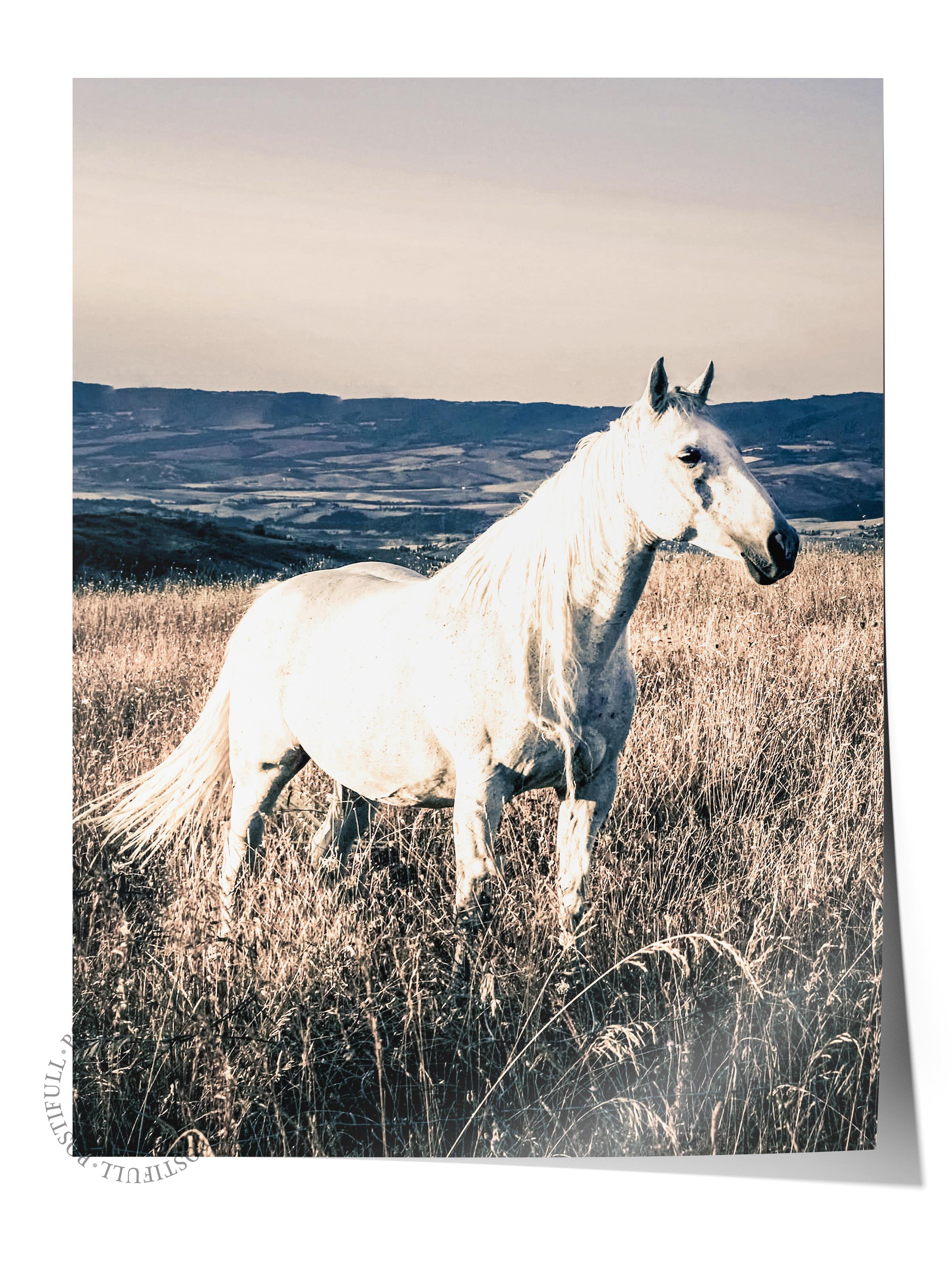 Rustic Çerçevesiz Poster, İskandinav Beyaz Poster, NO:387 Beyaz At Fotoğraf, Dikey