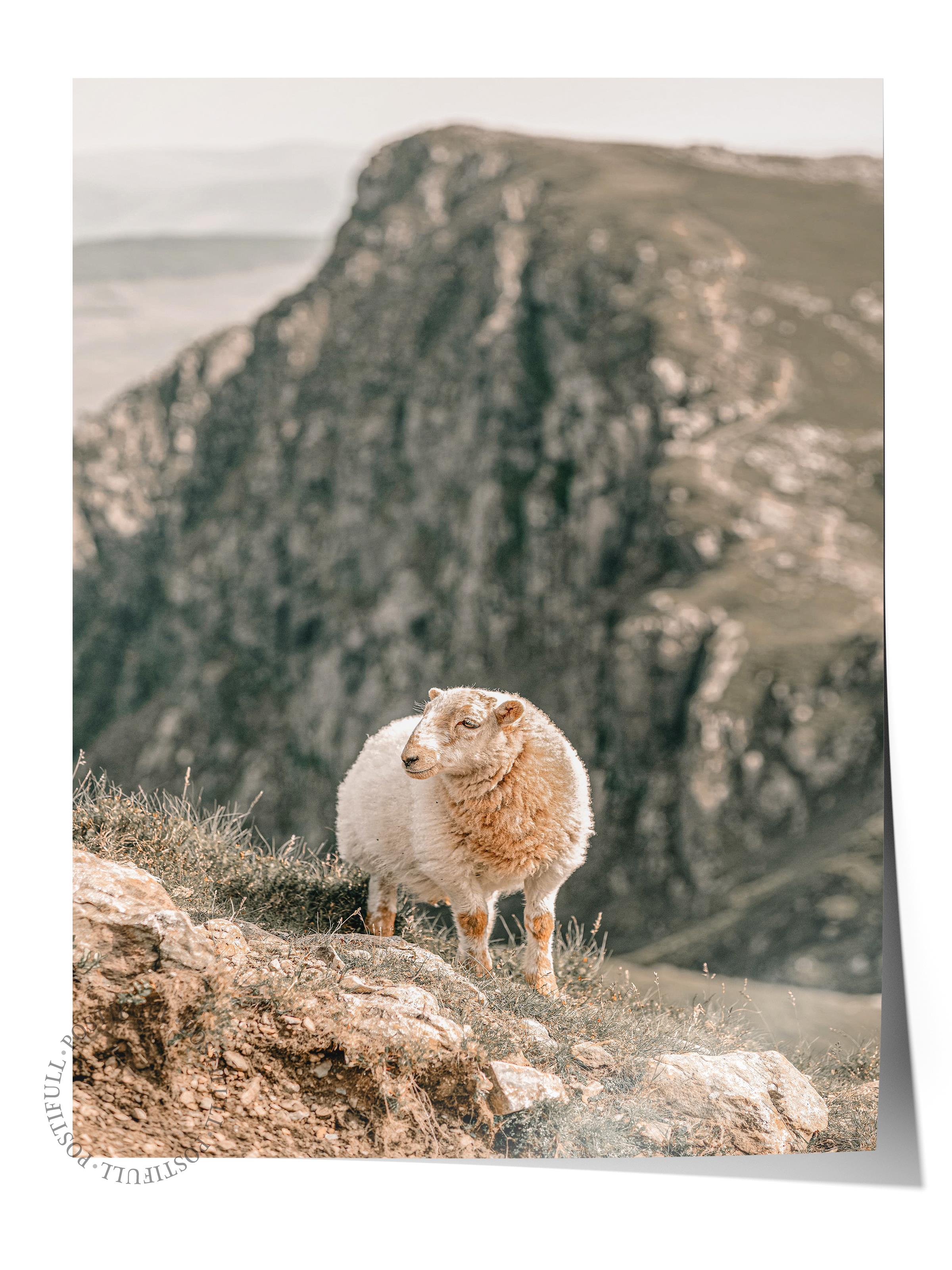 Rustic Çerçevesiz Poster, İskandinav Beyaz Poster, NO:395 Koyun Fotoğraf