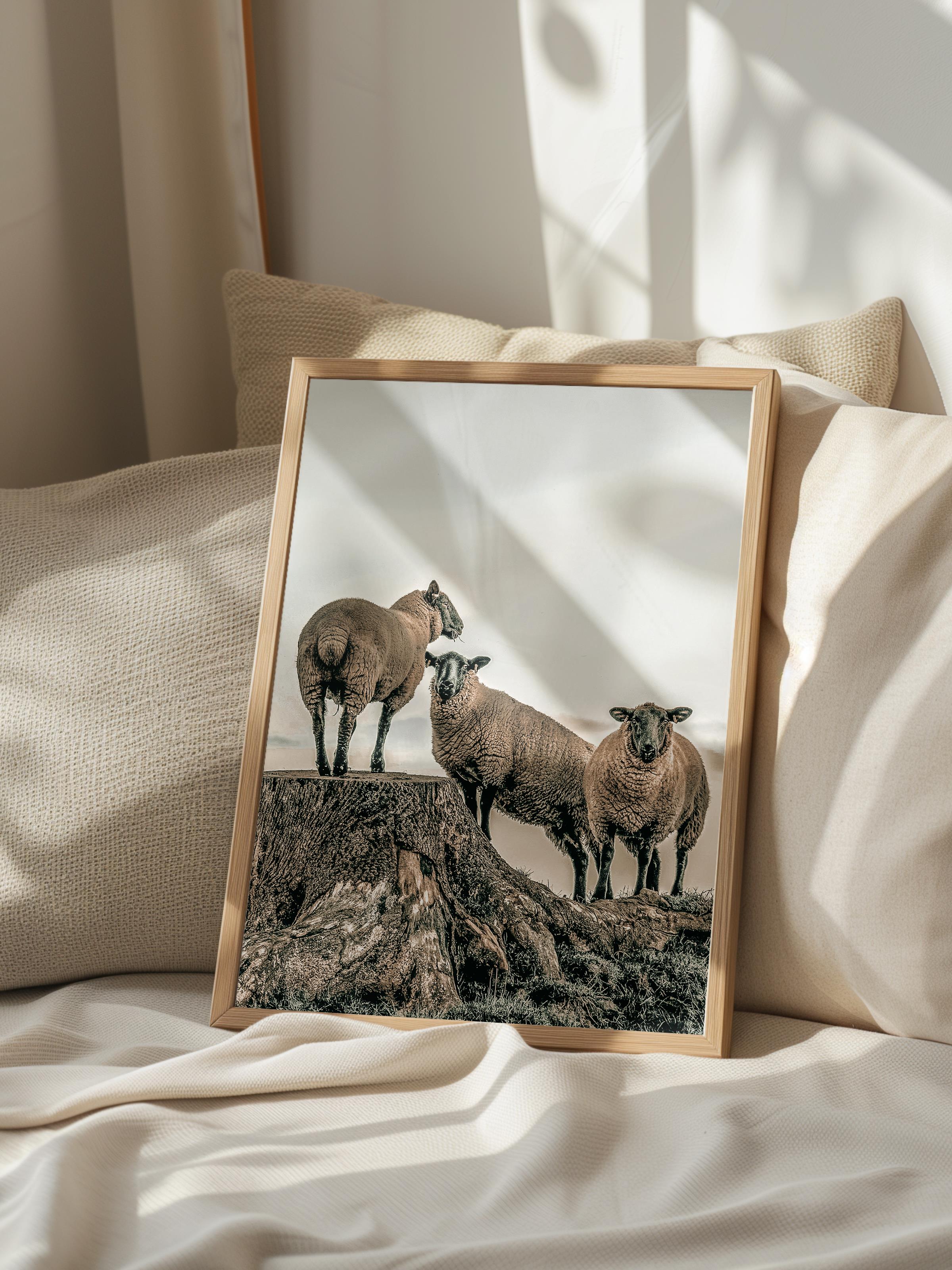 Rustic Çerçevesiz Poster, İskandinav Beyaz Poster, NO:399 Koyunlar Fotoğraf
