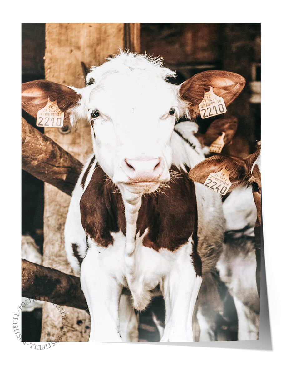 Ahırdaki İnek Rustic Çerçevesiz Poster