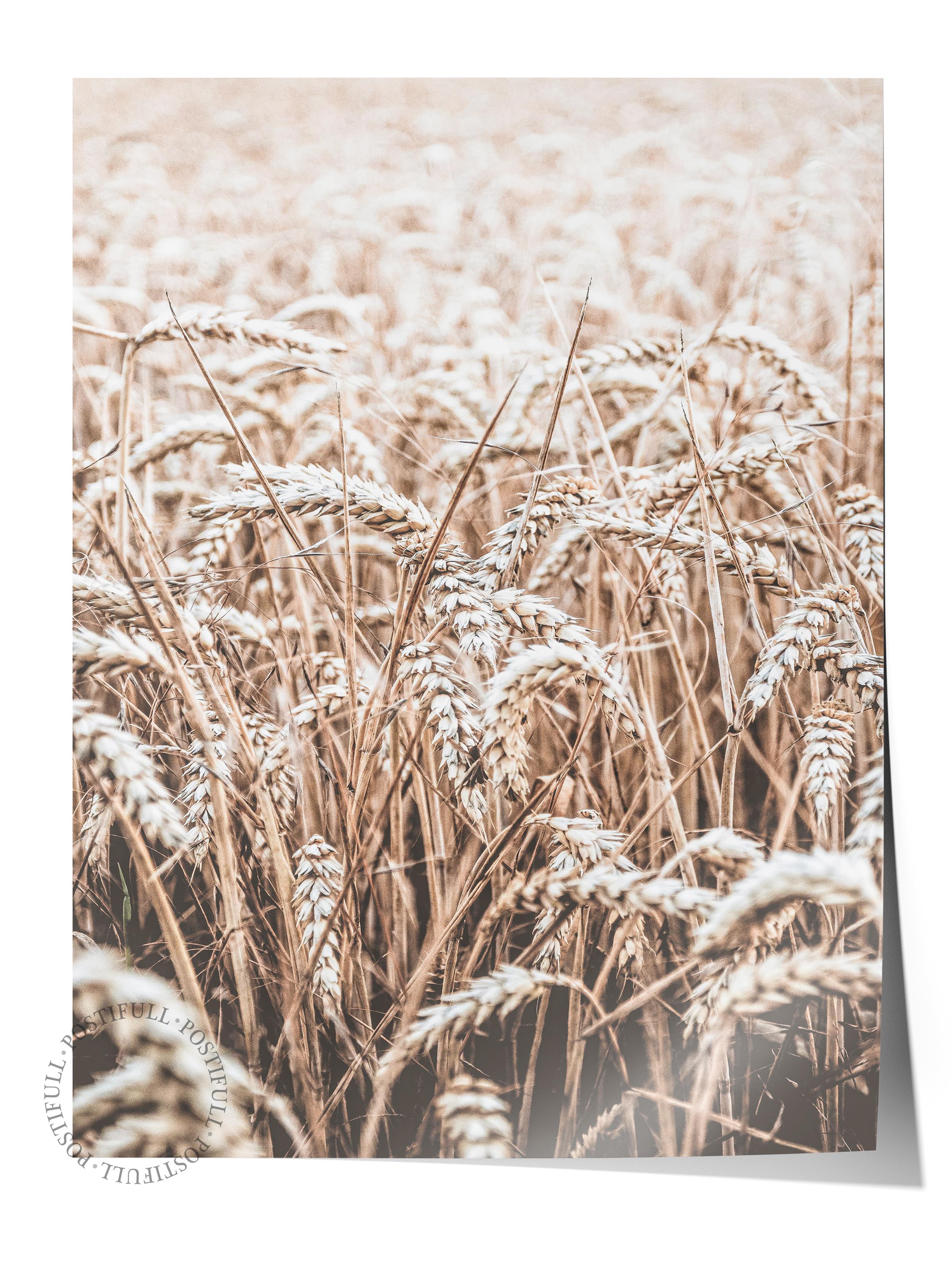 Rustic Çerçevesiz Poster, İskandinav Kahverengi Poster, NO:285 Buğday Tarlası Fotoğraf, Dikey