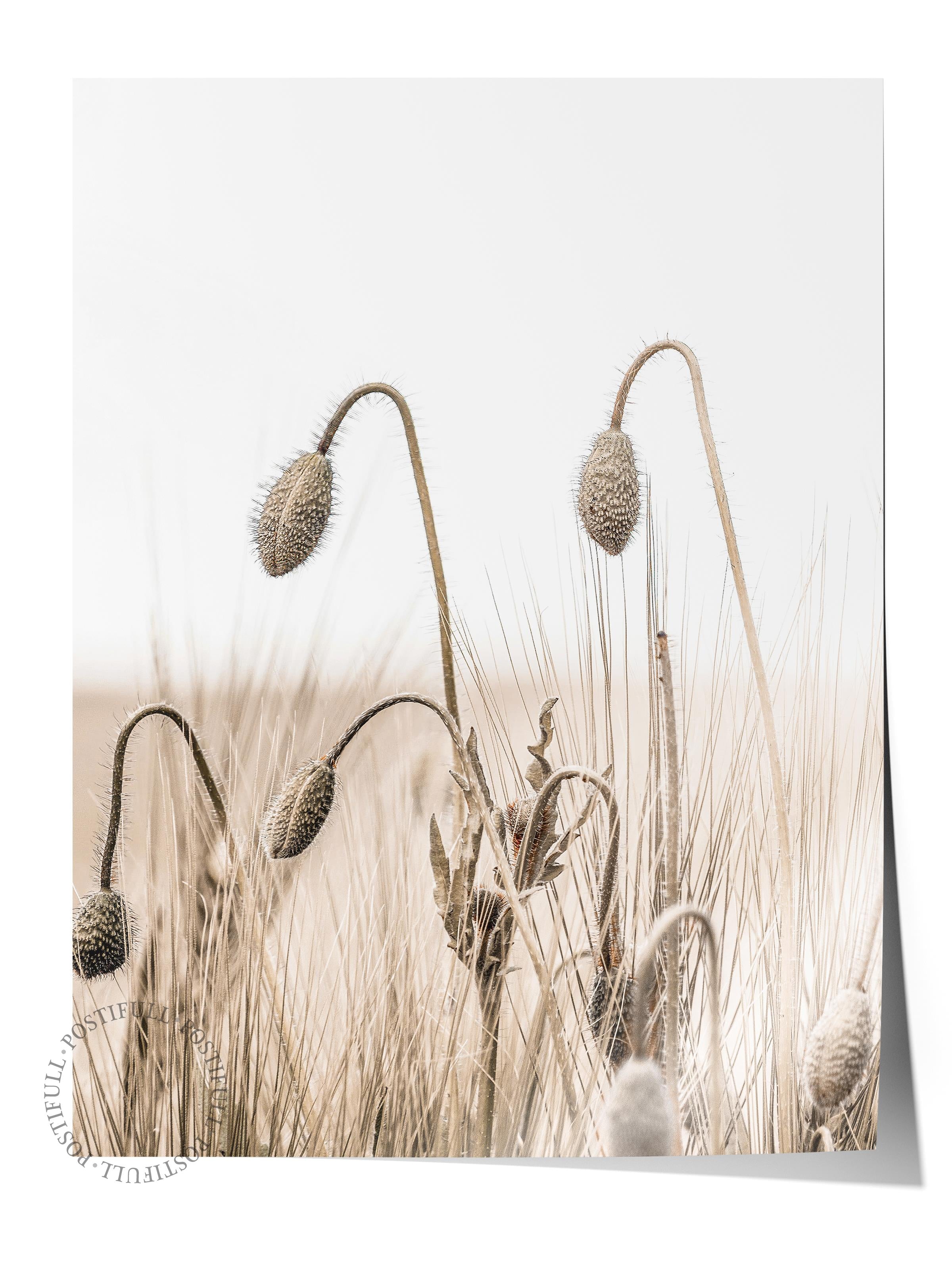 Rustic Çerçevesiz Poster, İskandinav Kahverengi Poster, NO:296 Buğday Başakları Fotoğraf, Dikey