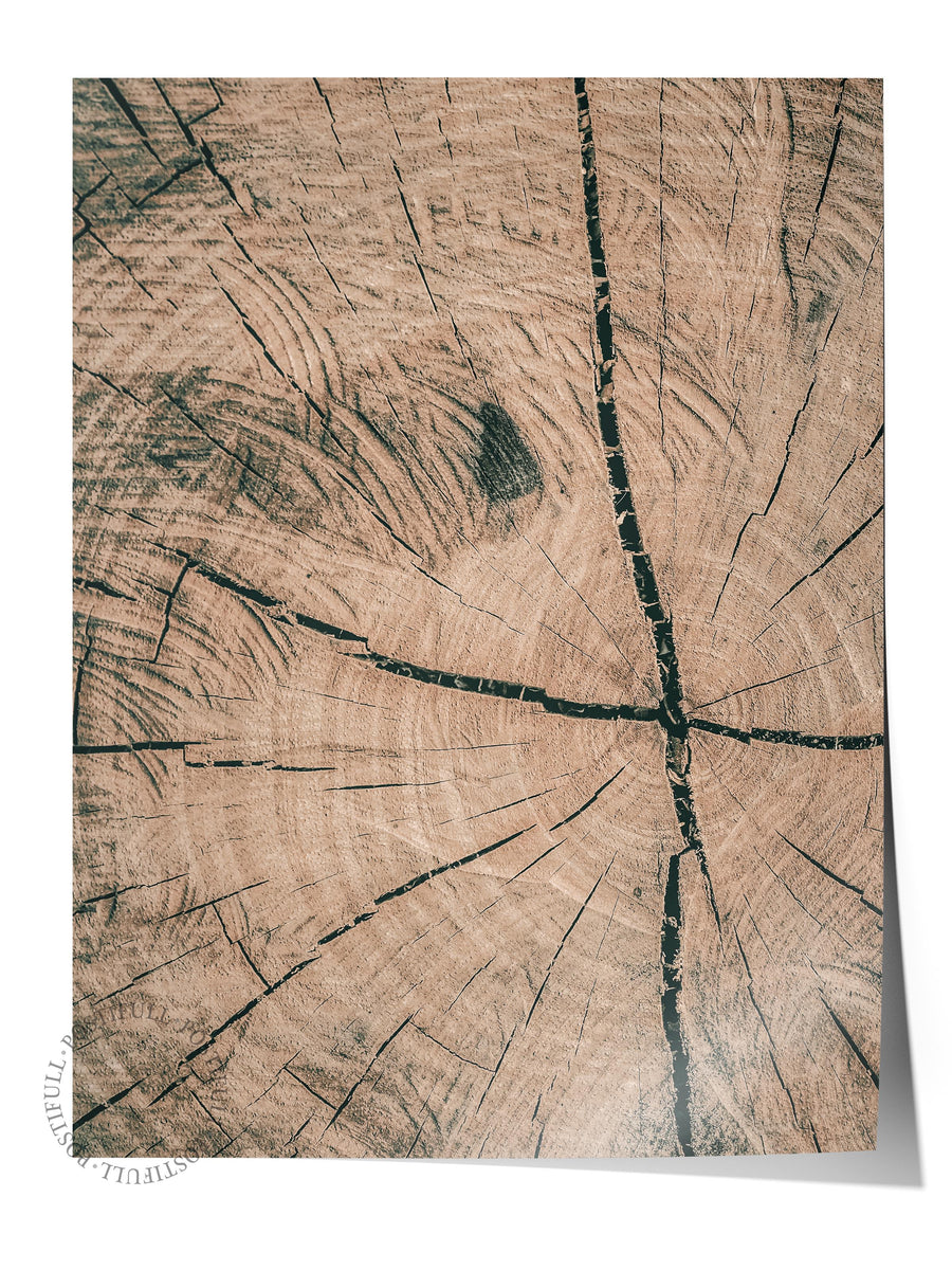 Ağaç Halkaları Rustic Çerçevesiz Poster