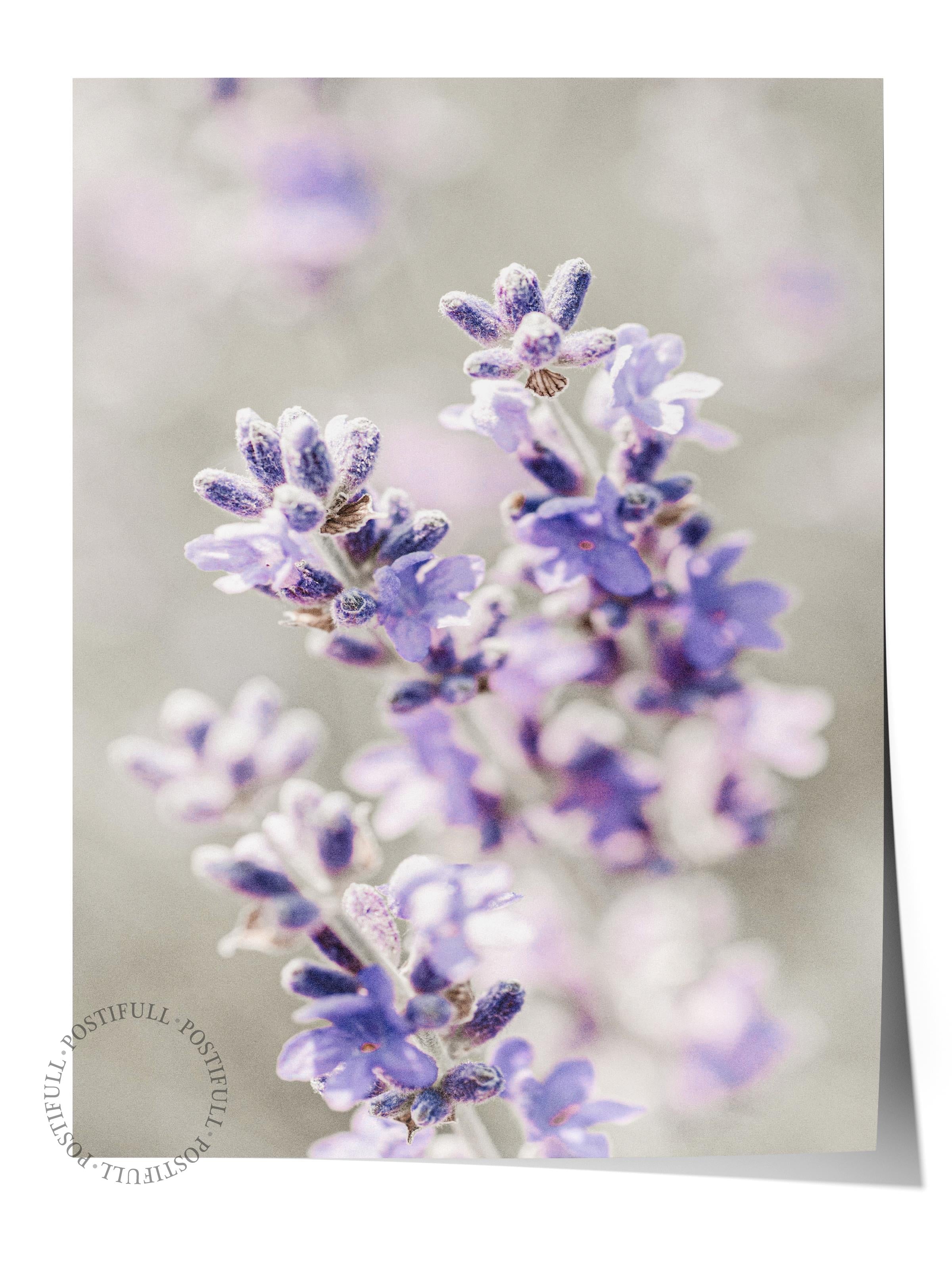 Rustic Çerçevesiz Poster, İskandinav Mor Poster, NO:341 Lavanta Fotoğraf, Dikey