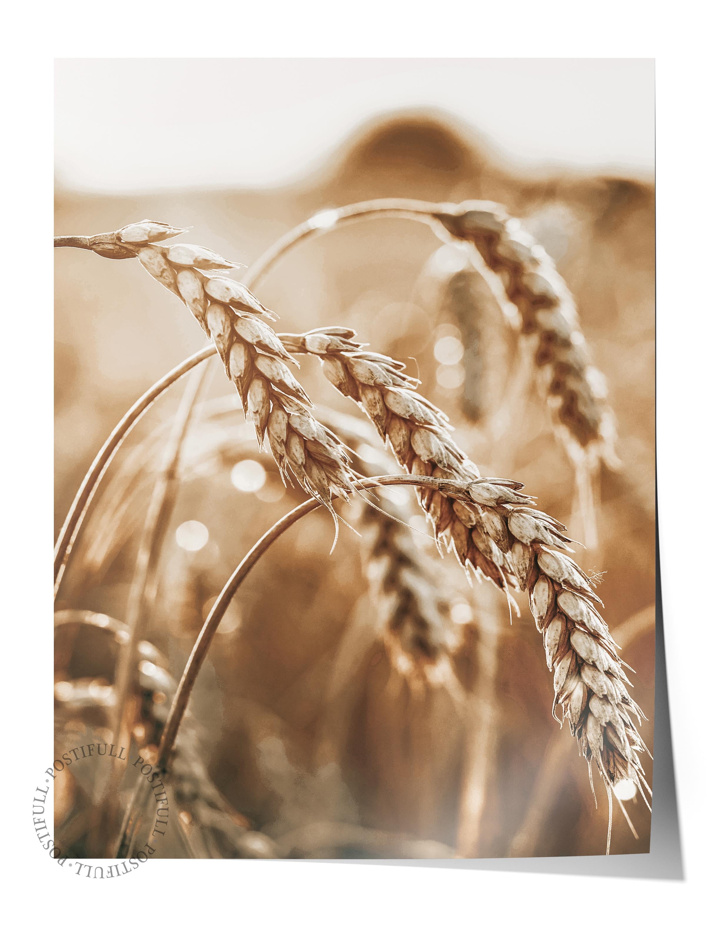 Rustic Çerçevesiz Poster, İskandinav Sarı Poster, NO:404 Buğday Tarlası Fotoğraf