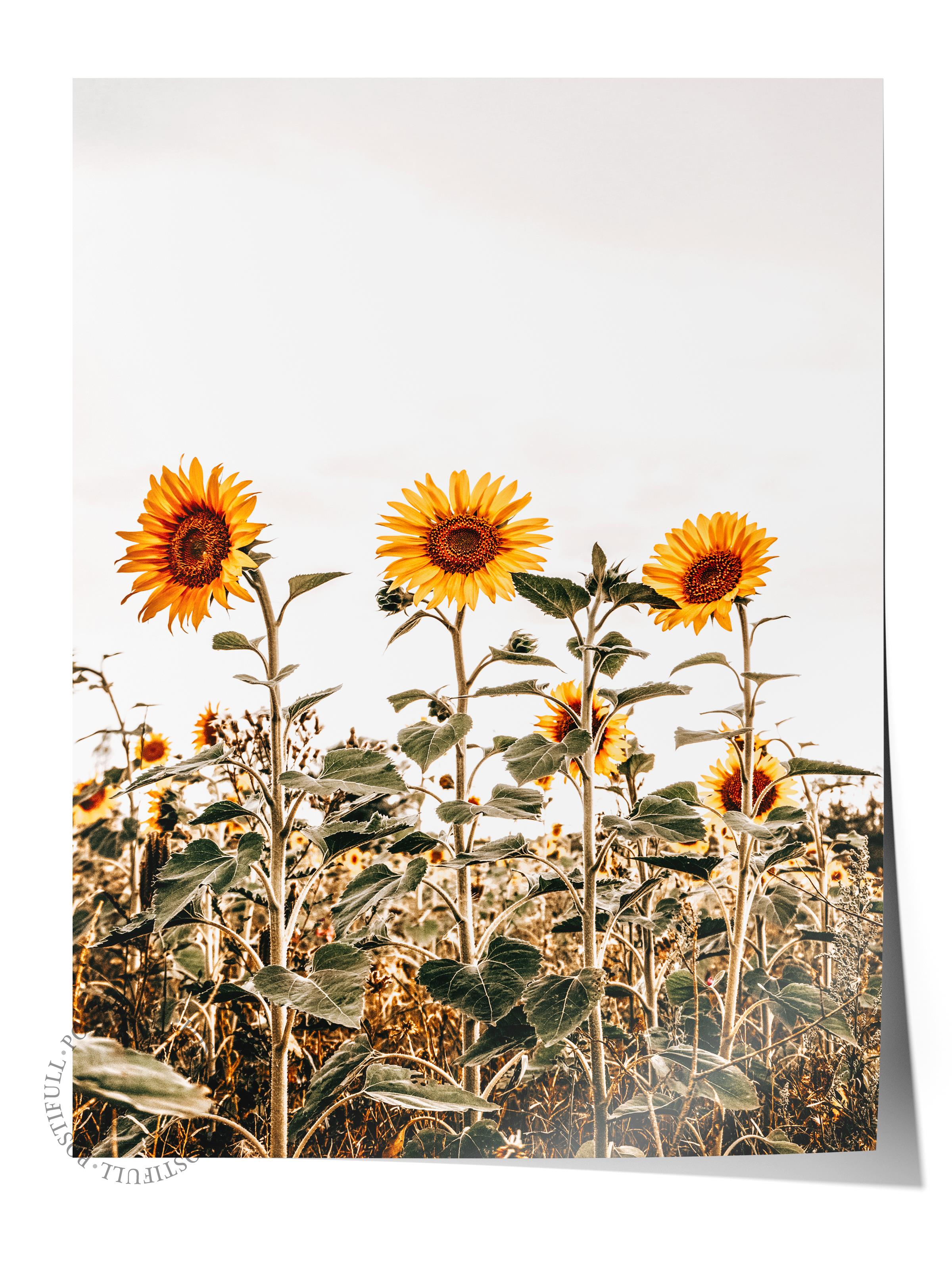 Rustic Çerçevesiz Poster, İskandinav Sarı Poster, NO:429 Ayçiçeği Fotoğraf