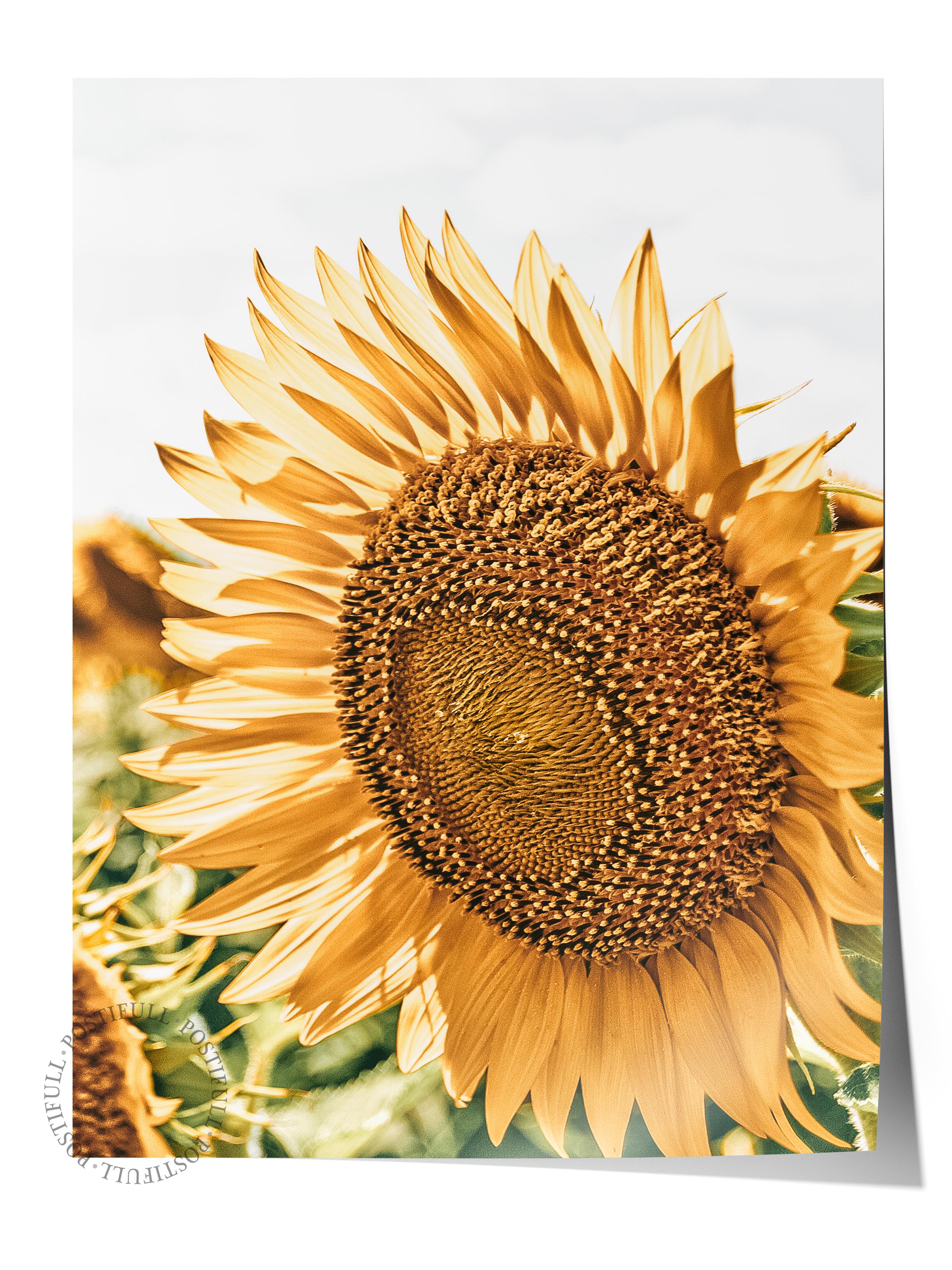 Rustic Çerçevesiz Poster, İskandinav Sarı Poster, NO:451 Ayçiçeği Fotoğraf
