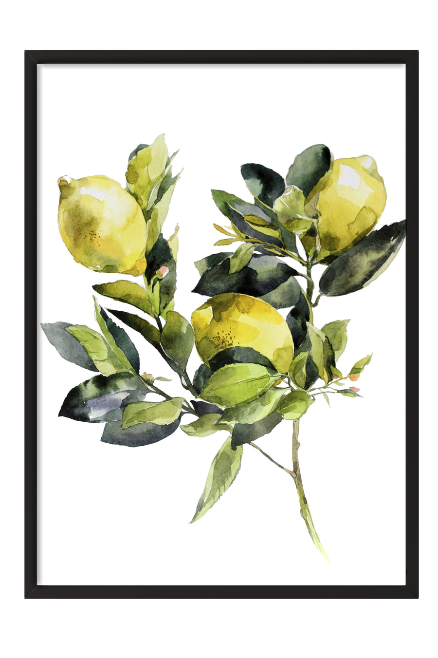 Limon Dalı Suluboya Poster Poster – Siyah Çerçeveli Tablo