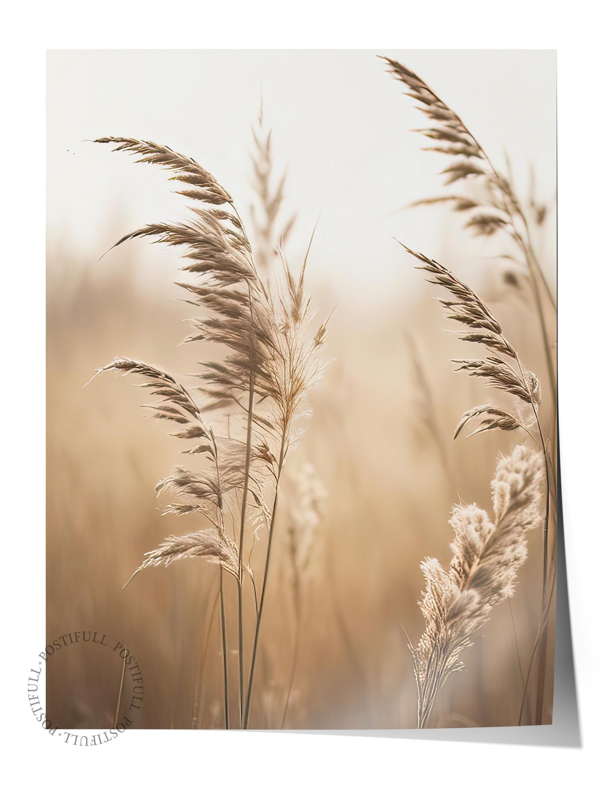 Sunlight Reed Poster, Çerçevesiz Duvar Posteri, Dikey Duvar Tablosu Comfort Serisi NO:108409