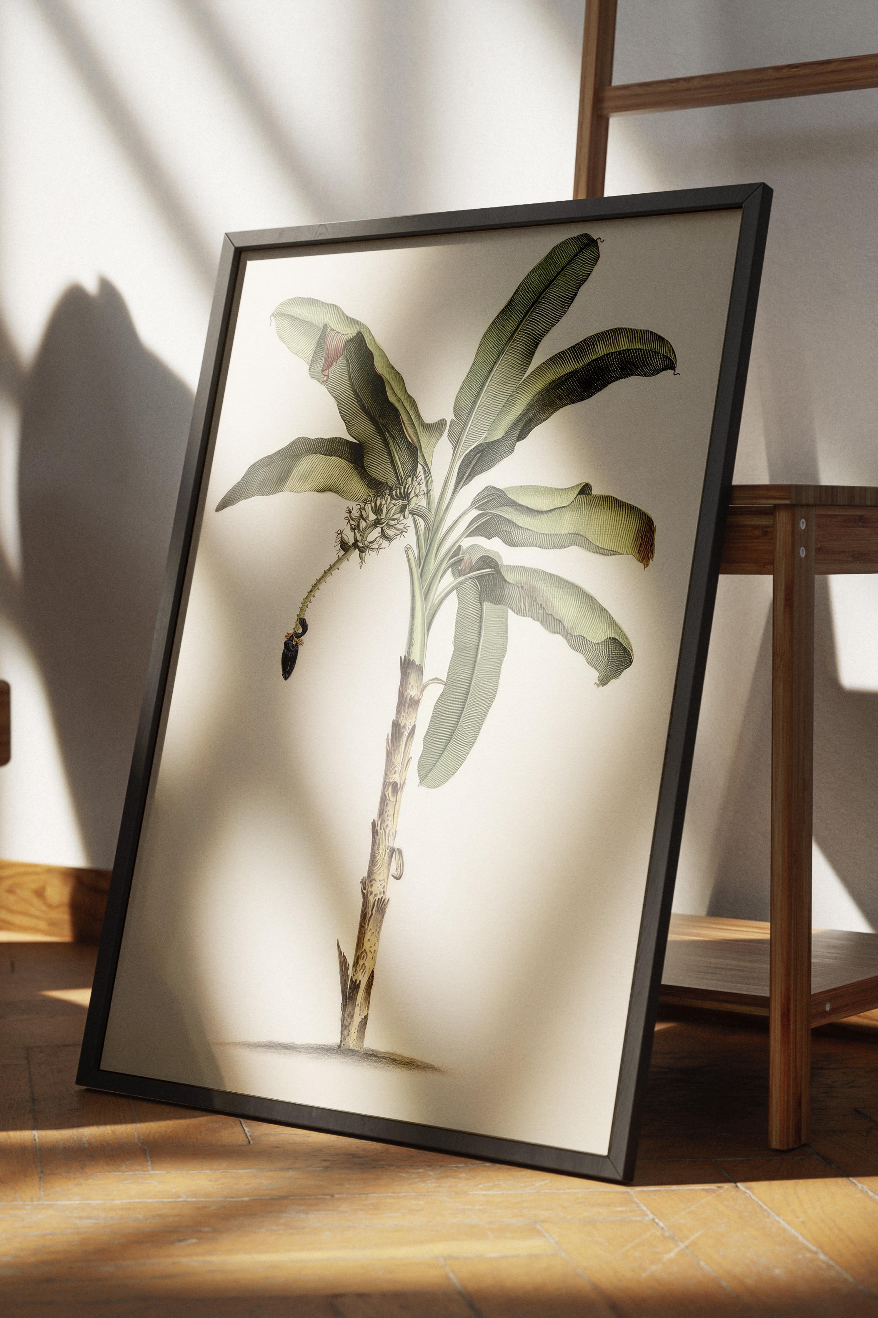 Vintage Banana Tree Çerçeveli Tablo, Siyah Çerçeve ve Poster, Duvar Tablosu Comfort Serisi NO:108501