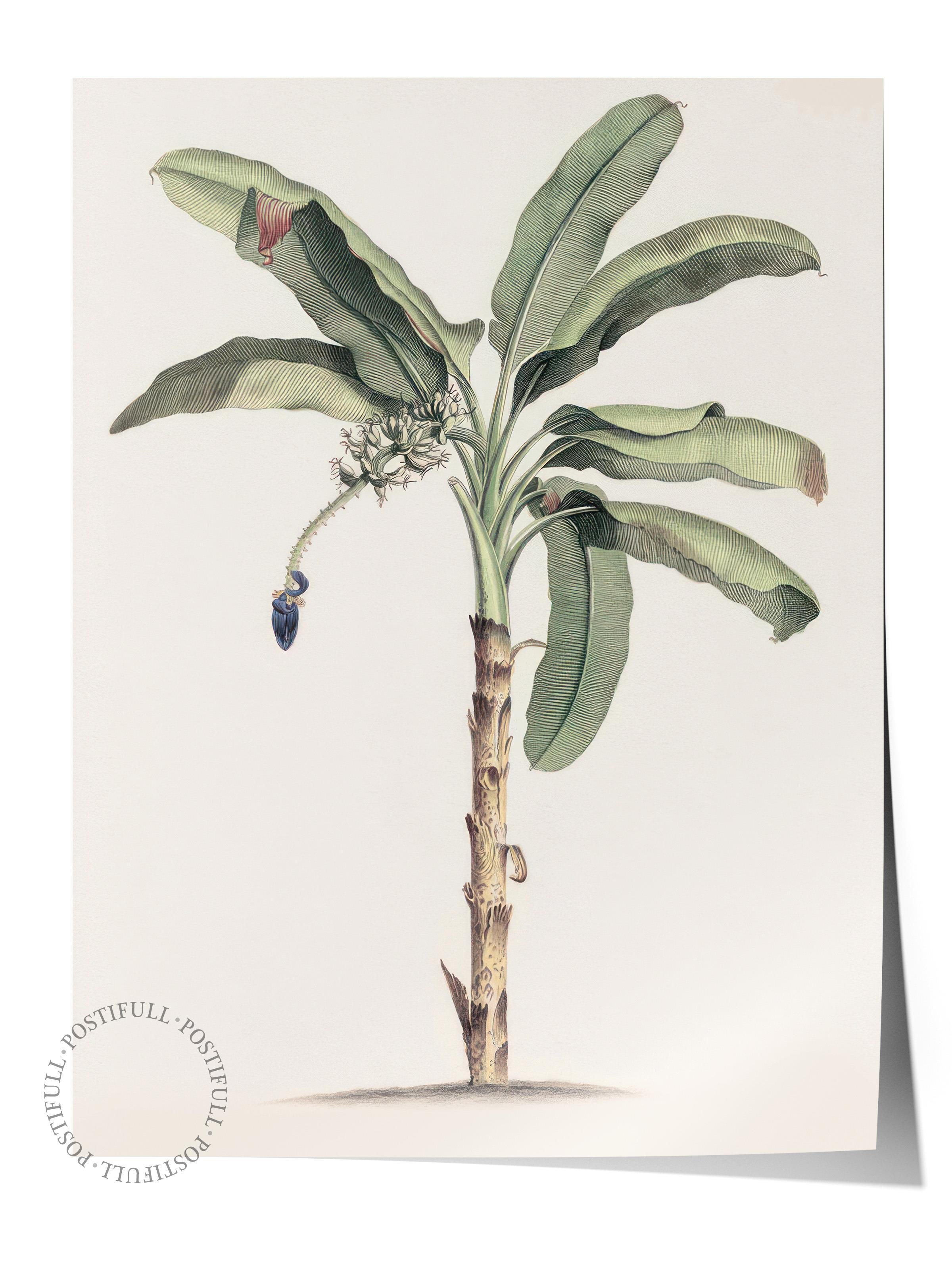 Vintage Banana Tree Poster, Çerçevesiz Duvar Posteri, Dikey Duvar Tablosu Comfort Serisi NO:108501