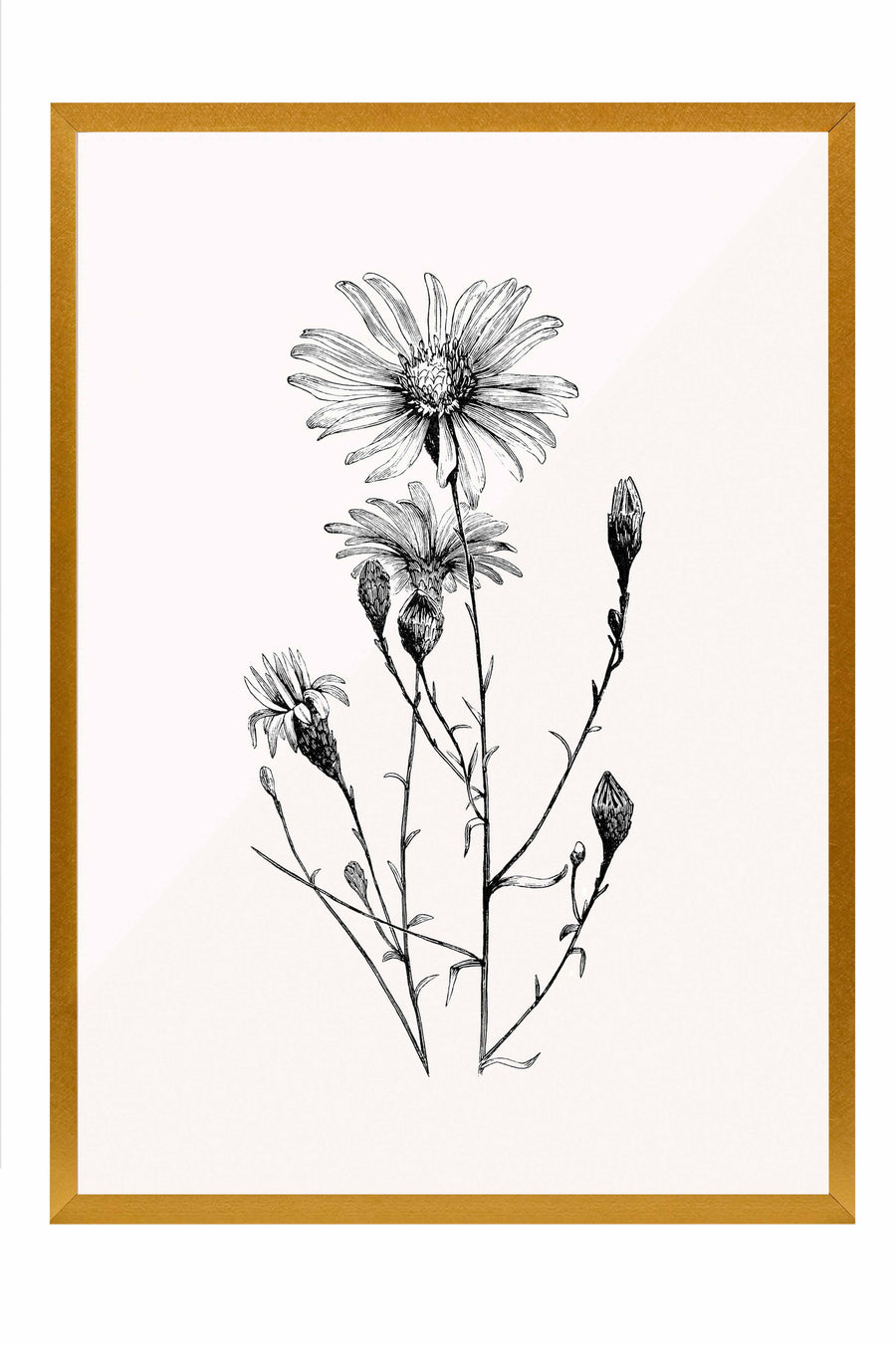 Çiçek İllüstrasyonu Vintage Poster – Gold Çerçeveli Tablo
