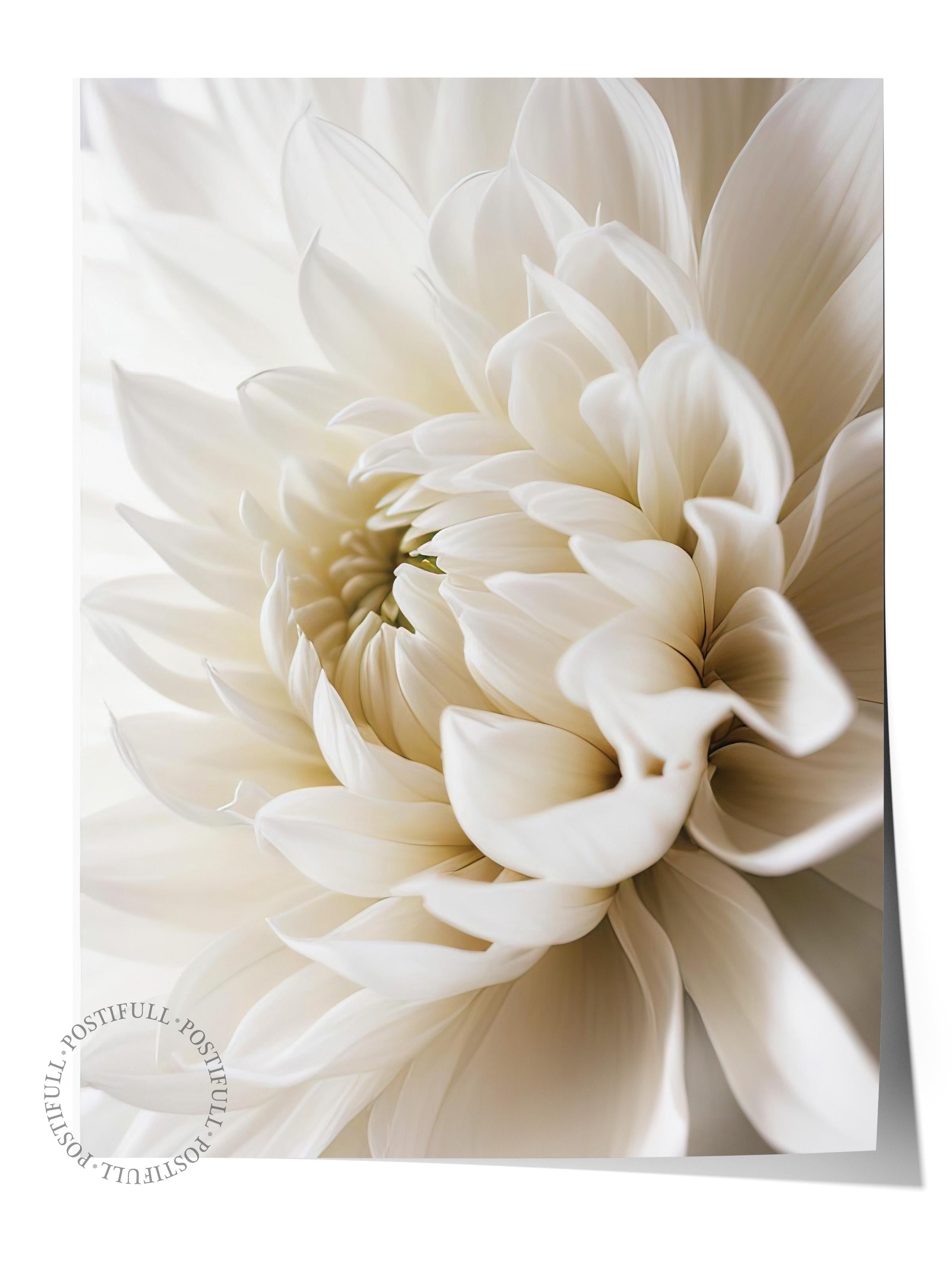 White Dahlia Poster, Çerçevesiz Duvar Posteri, Dikey Duvar Tablosu Comfort Serisi NO:108311