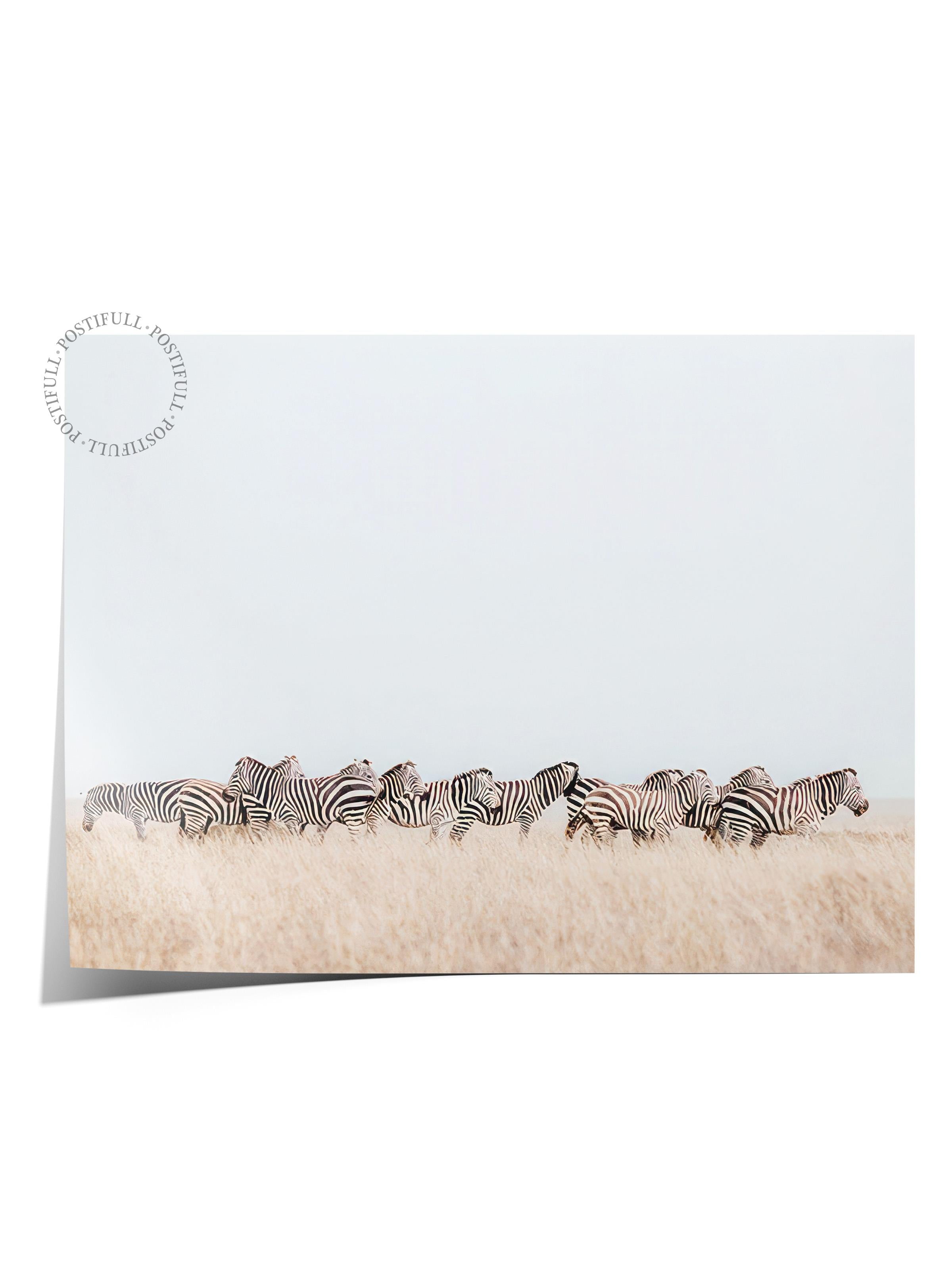 Zebra Herd Poster, Çerçevesiz Duvar Posteri, Yatay Duvar Tablosu Comfort Serisi NO:108464