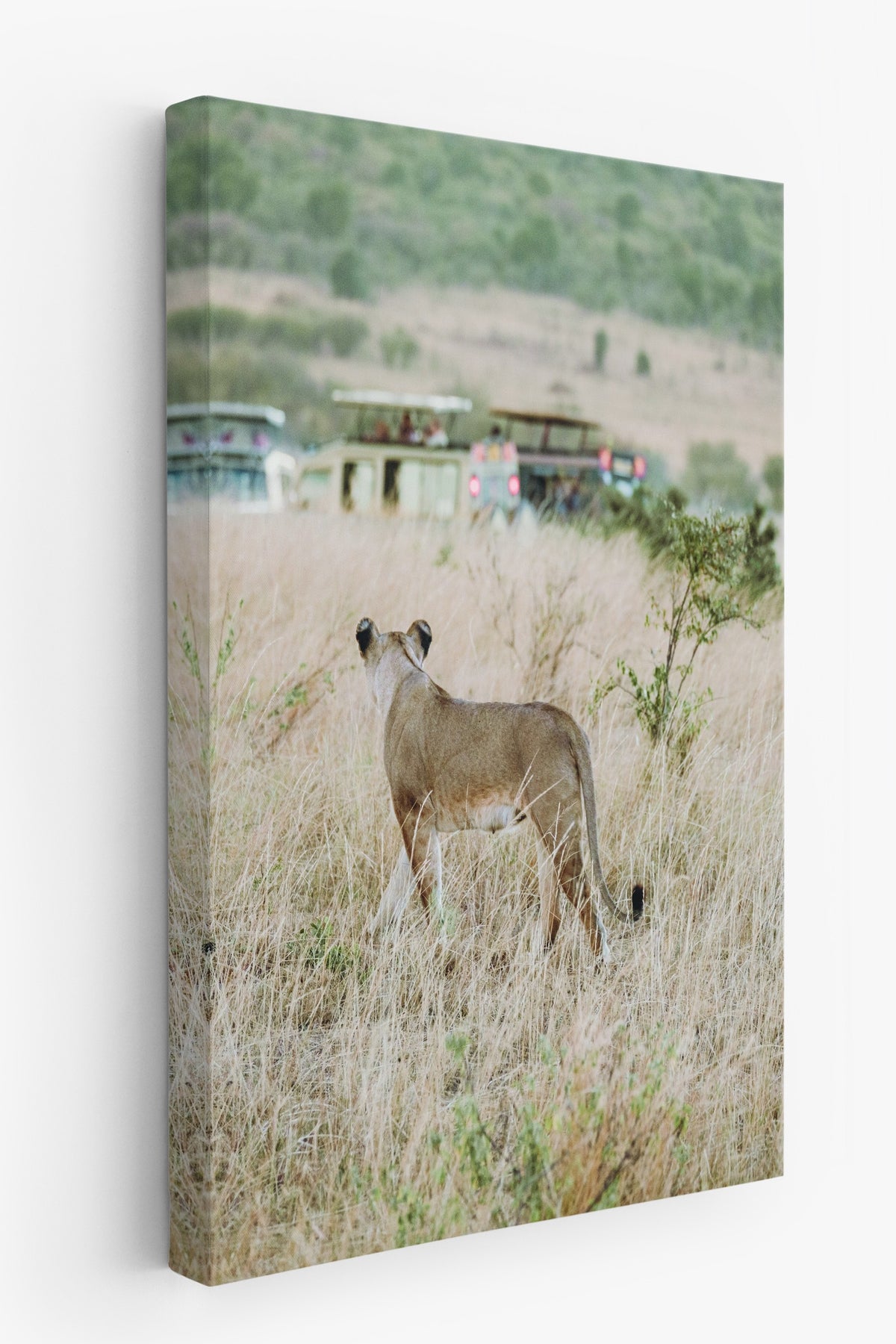 Doğa Manzarasında Aslan Fotoğraf Kanvas Tablo