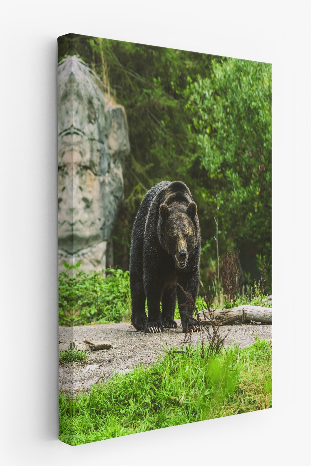Doğada Yürüyen Ayı Fotoğraf Kanvas Tablo