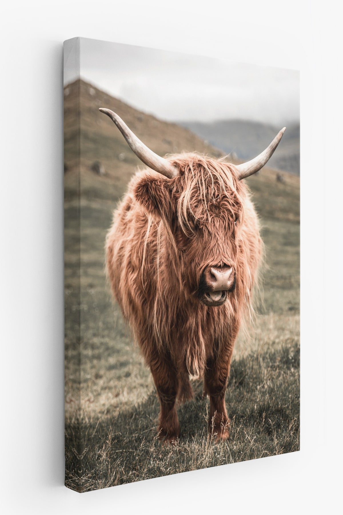 Vahşi Highland İneği Rustic Kanvas Tablo