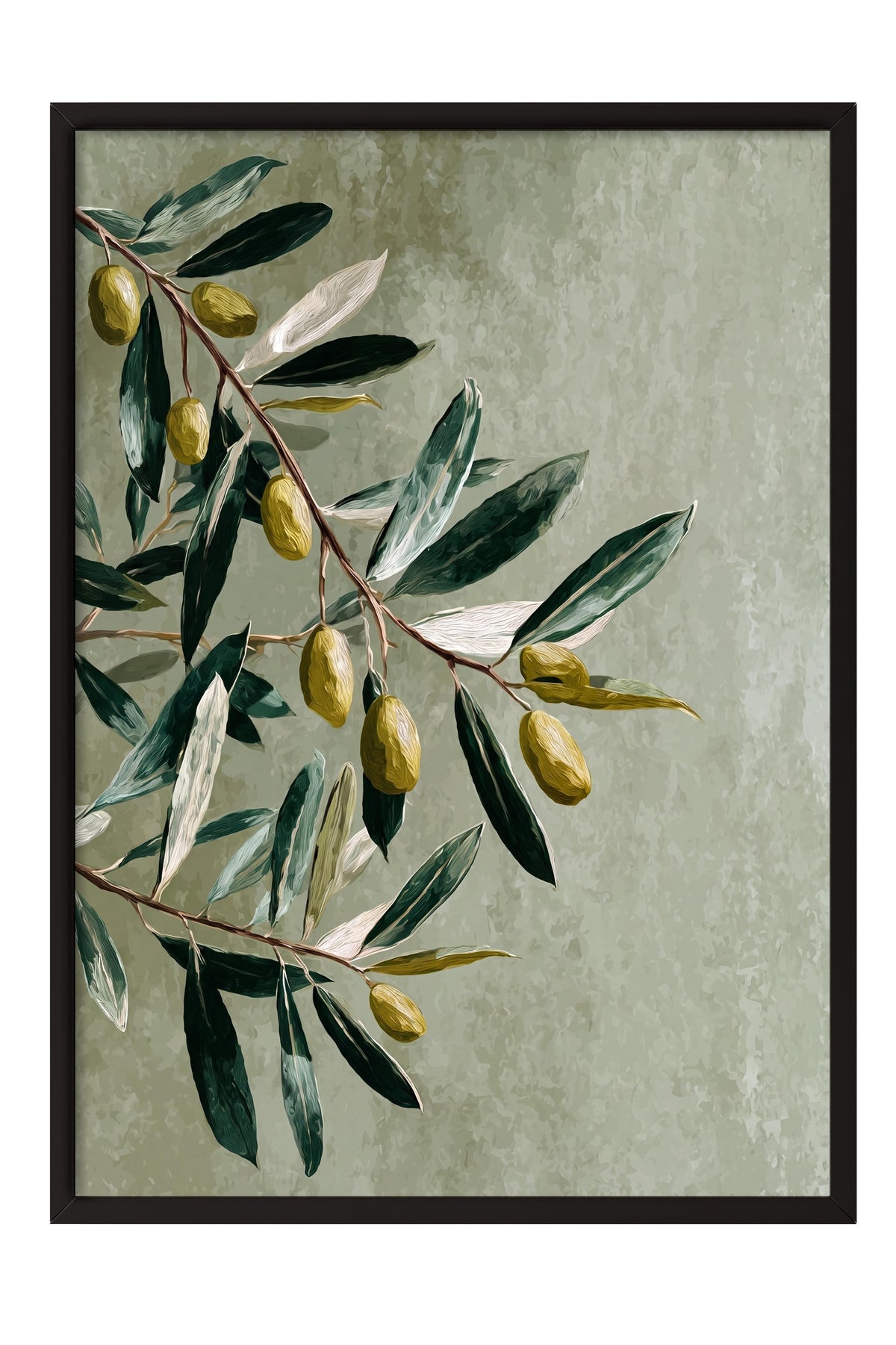 Zeytin Dalı İllüstrasyonu Poster – Siyah Çerçeveli Tablo