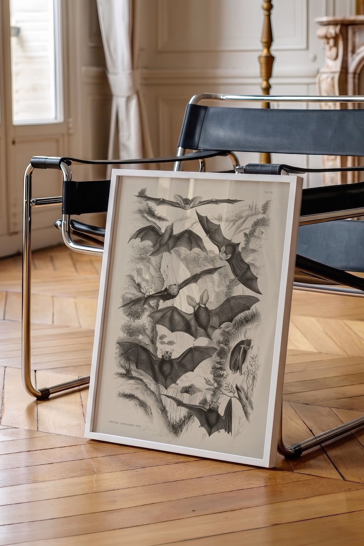 Yarasa Türleri Bilimsel Çizimi Poster – Beyaz Çerçeveli Tablo