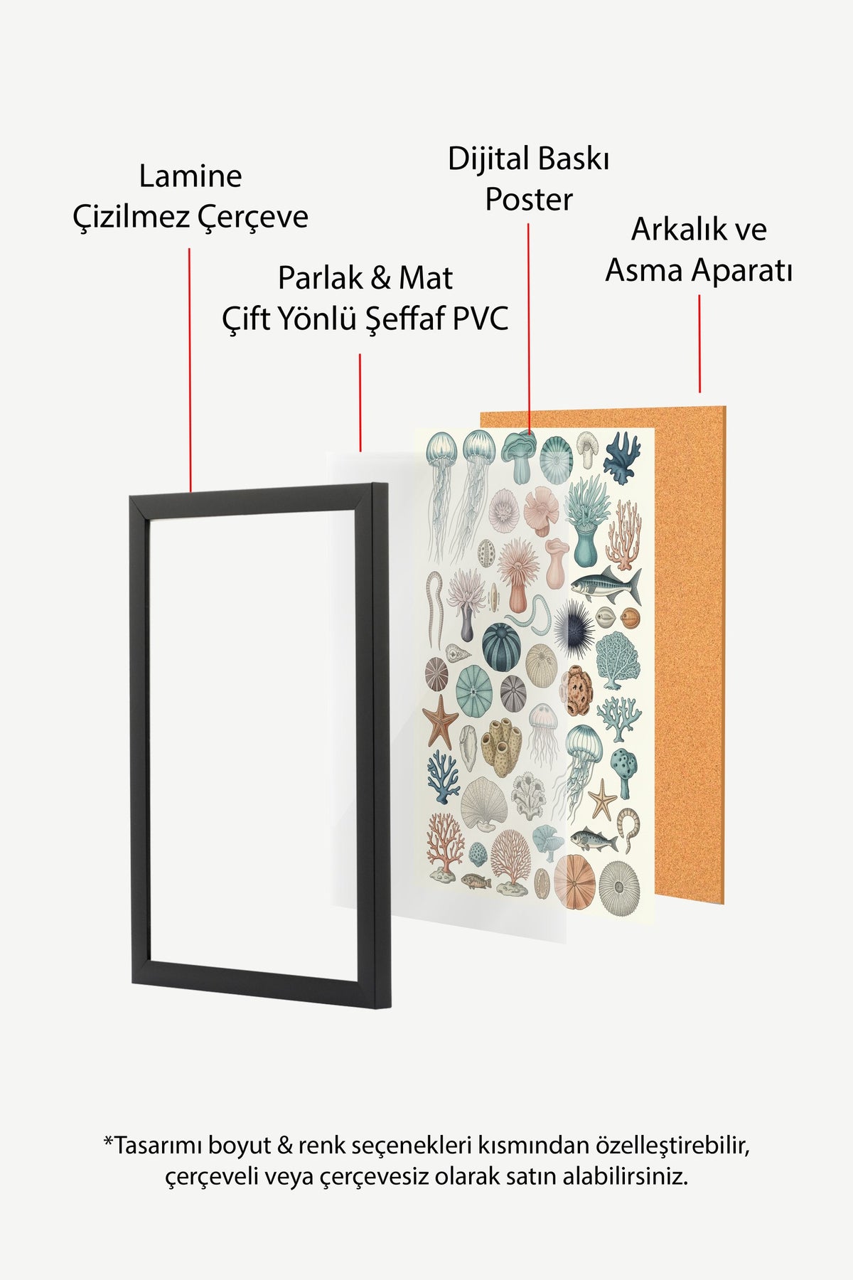 Deniz Canlıları Koleksiyonu Poster – Siyah Çerçeveli Tablo