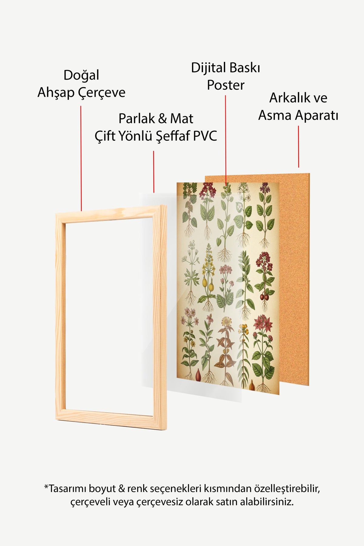 Botanik Bitki Koleksiyonu Çizimi Poster – Ahşap Çerçeveli Tablo