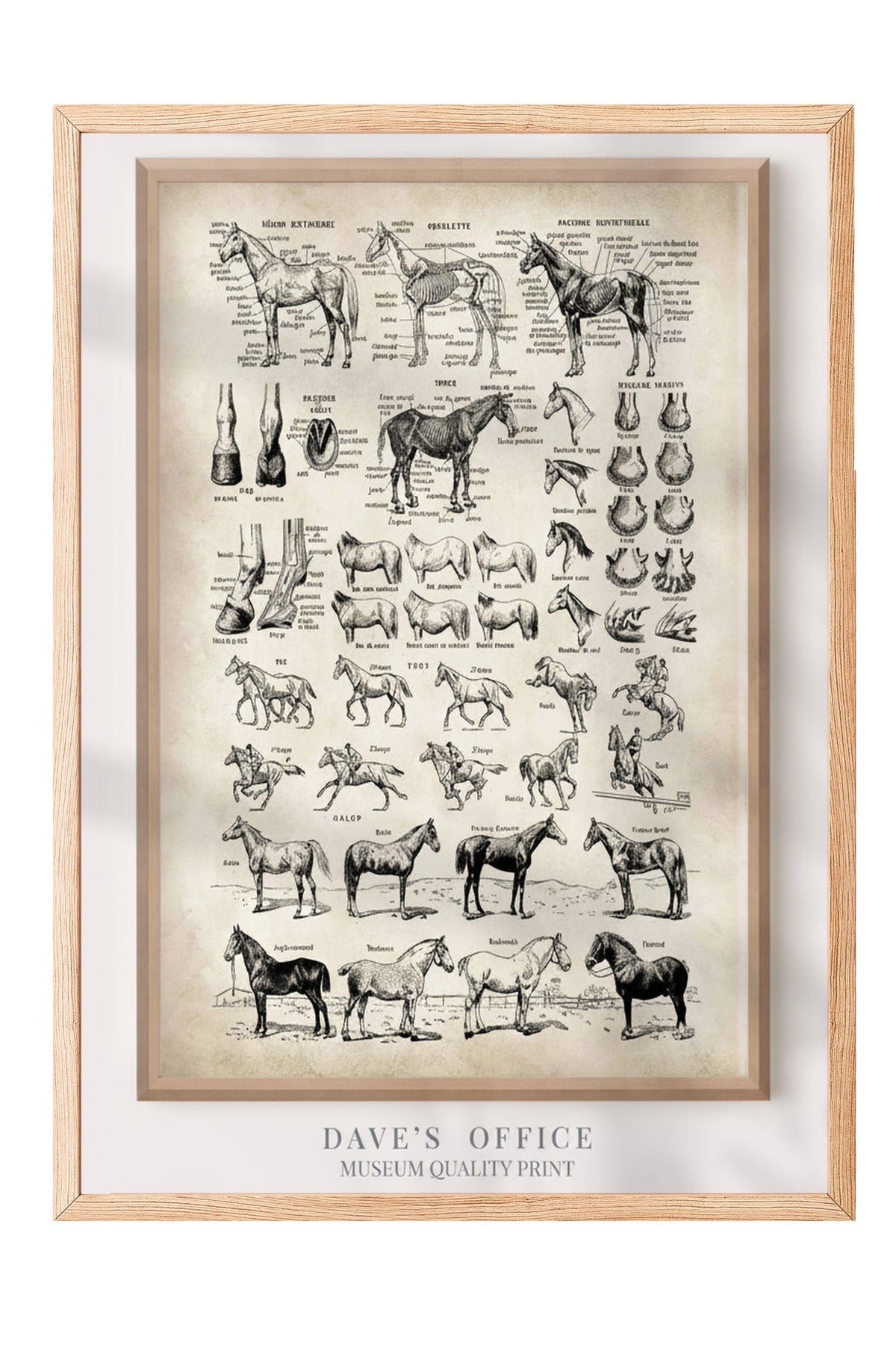 At Anatomisi Bilimsel Çizim Serisi Poster – Ahşap Çerçeveli Tablo