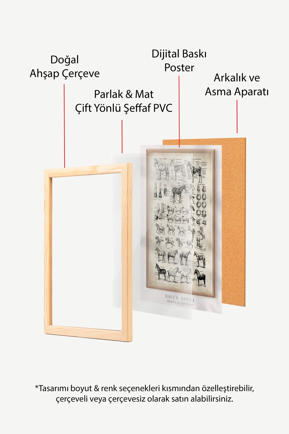 At Anatomisi Bilimsel Çizim Serisi Poster – Ahşap Çerçeveli Tablo