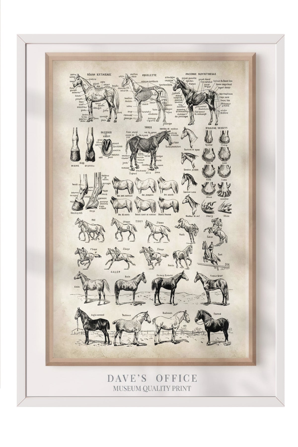 At Anatomisi Bilimsel Çizim Serisi Poster – Beyaz Çerçeveli Tablo