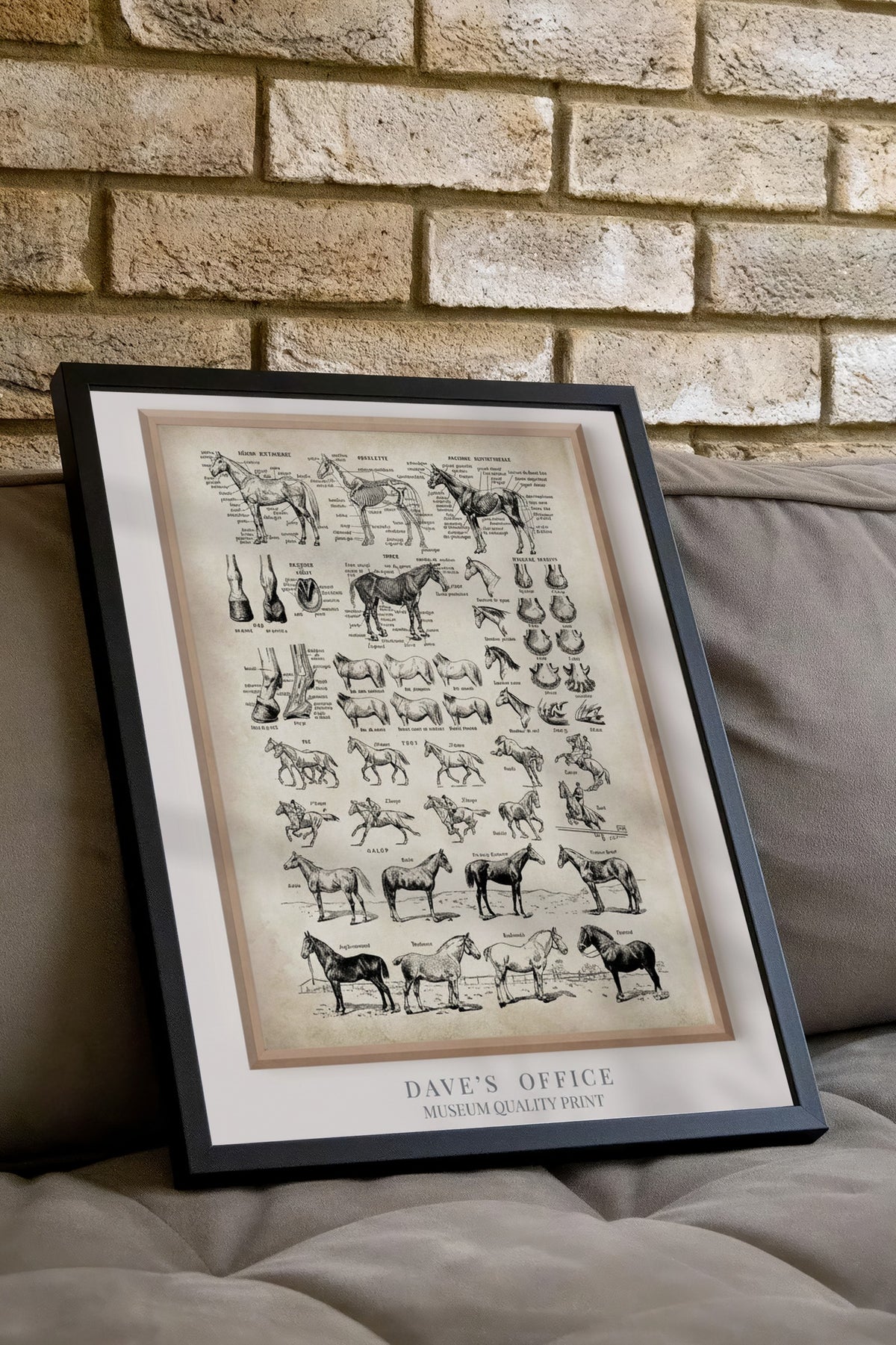 At Anatomisi Bilimsel Çizim Serisi Poster – Siyah Çerçeveli Tablo