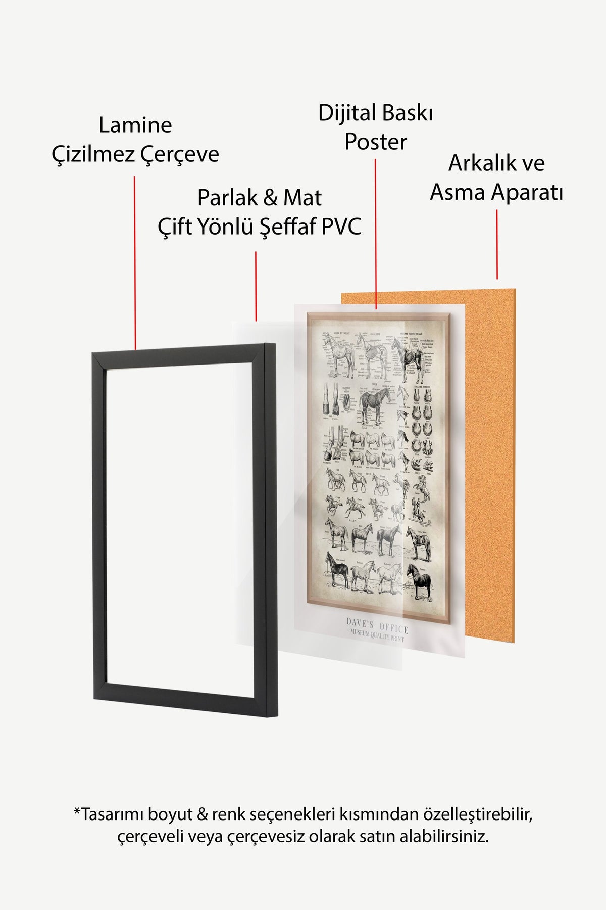 At Anatomisi Bilimsel Çizim Serisi Poster – Siyah Çerçeveli Tablo