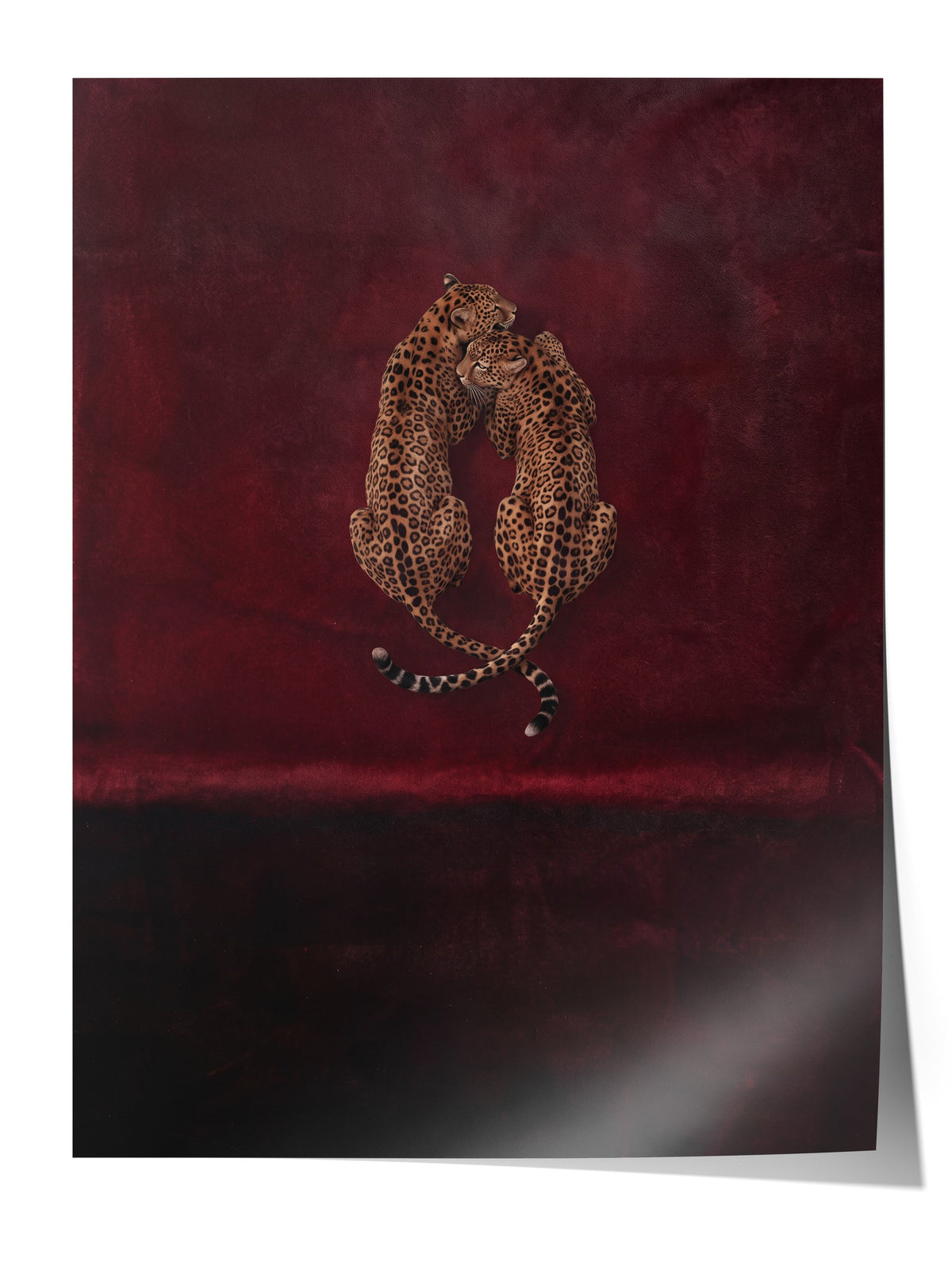 Kırmızı Kadifede Sarılan Leoparlar Çerçevesiz Poster
