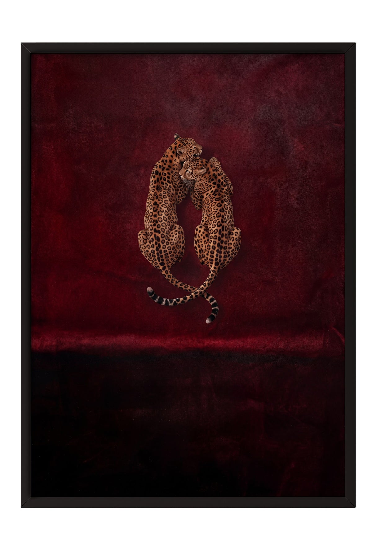 Kırmızı Kadifede Sarılan Leoparlar Poster – Siyah Çerçeveli Tablo