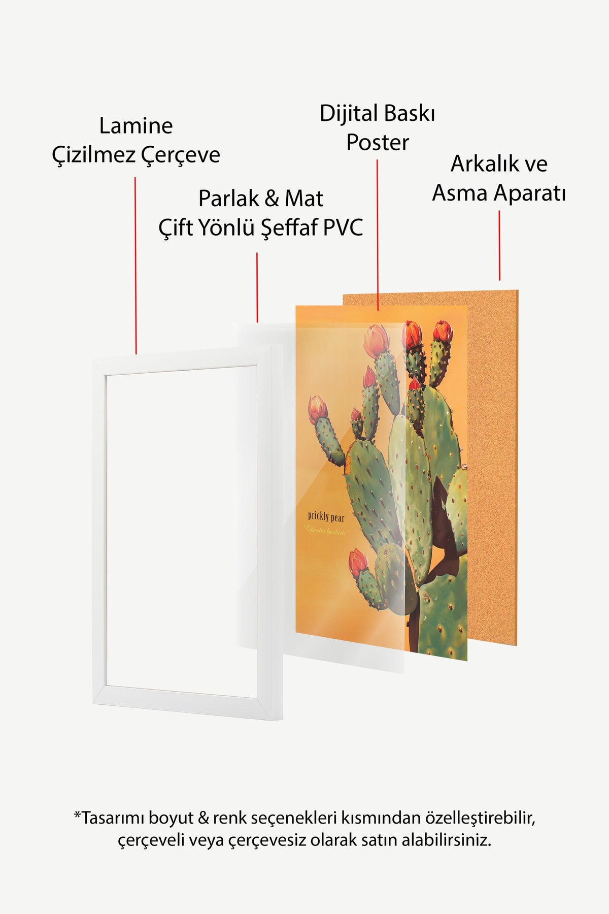 Çiçek Açan Kaktüs Poster – Beyaz Çerçeveli Tablo