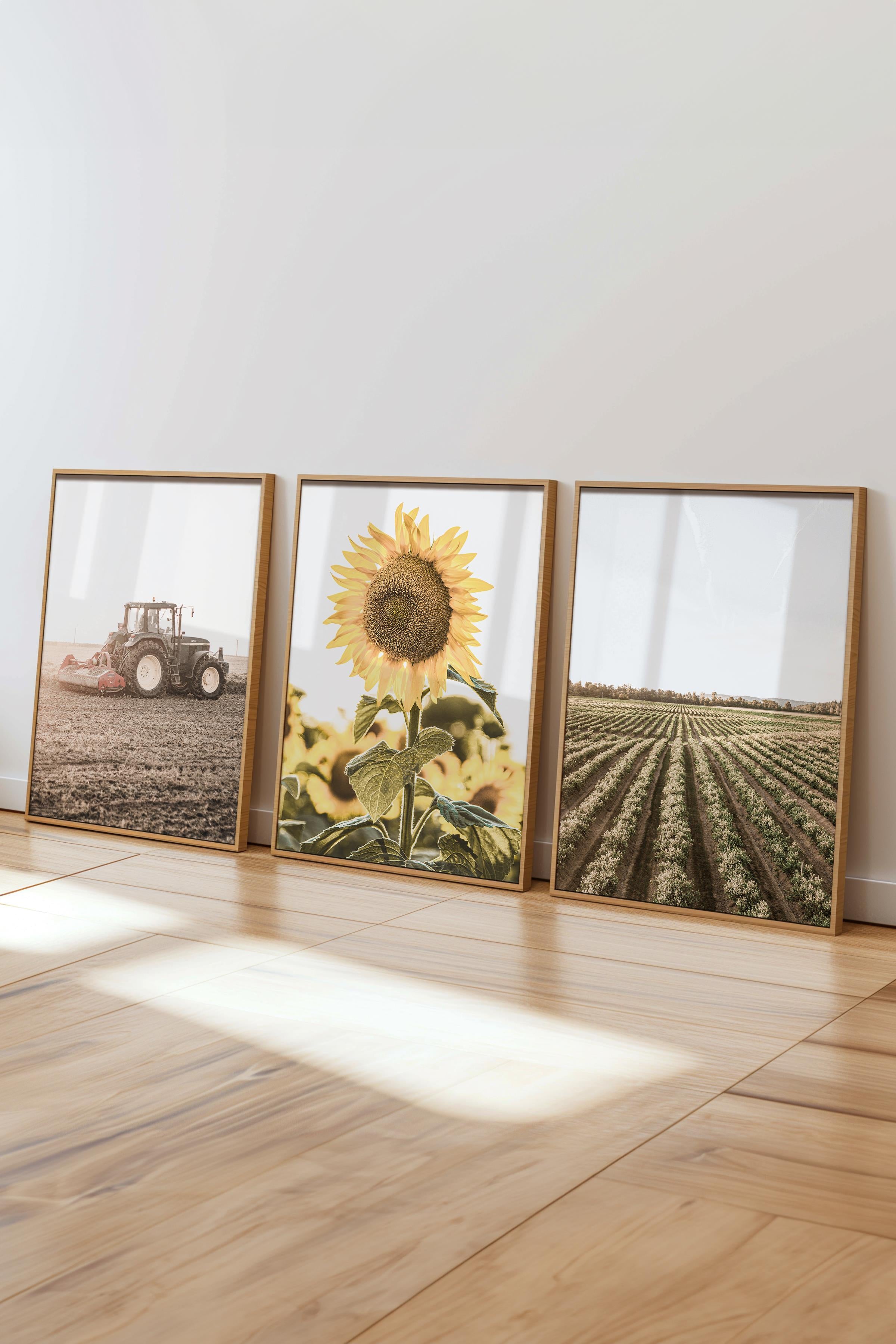 Farmhouse Ayçiçeği Tablo Seti, 3 Adet Ahşap Çerçeve ve Poster - Salon, Mutfak, Yatak Odası Dekor