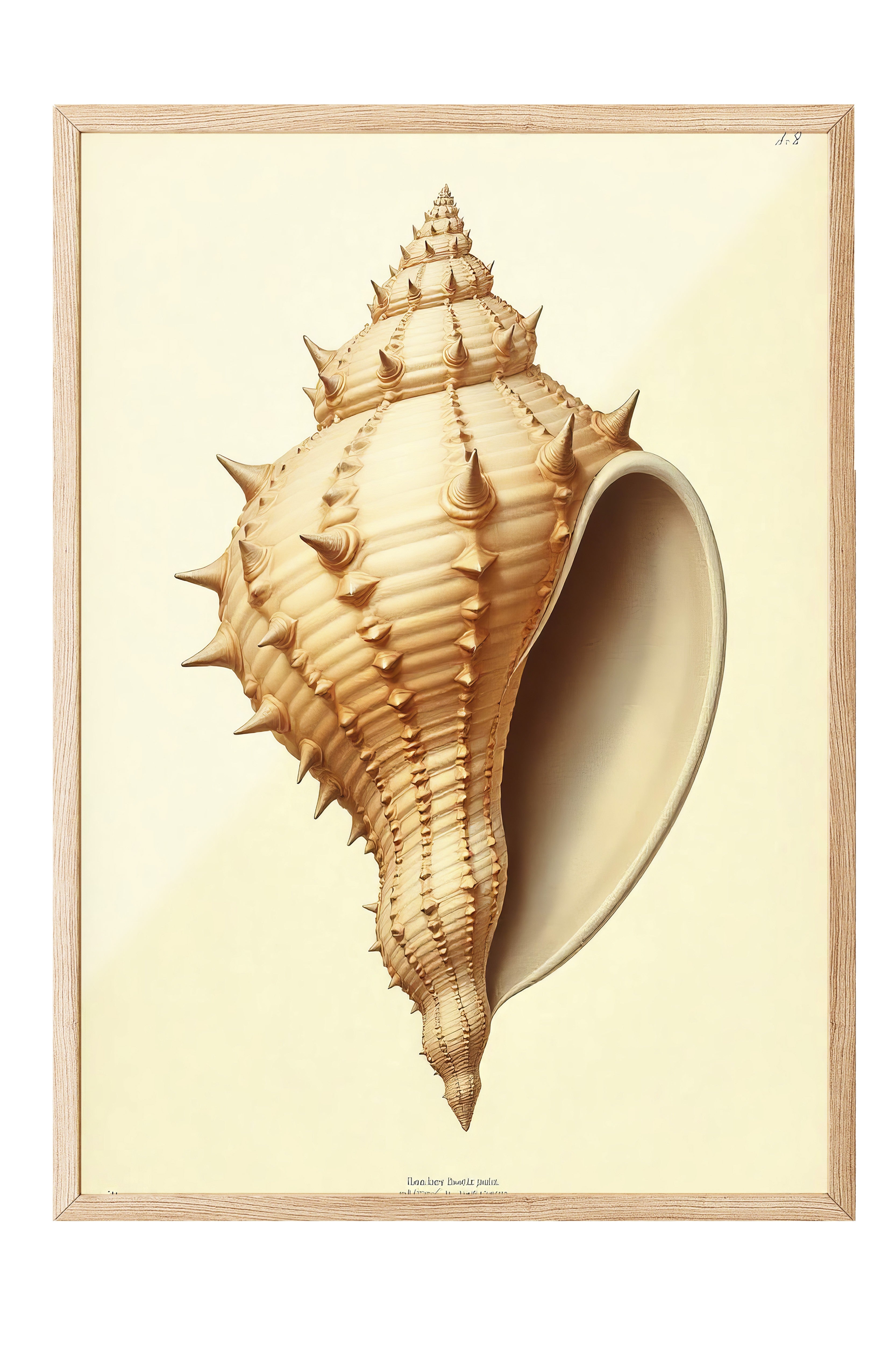 Ahşap Çerçeveli Poster, Deniz Kabuğu, İllüstrasyon, Kahverengi Renk Poster, 2025 Yaz Seçkisi, NO:109602