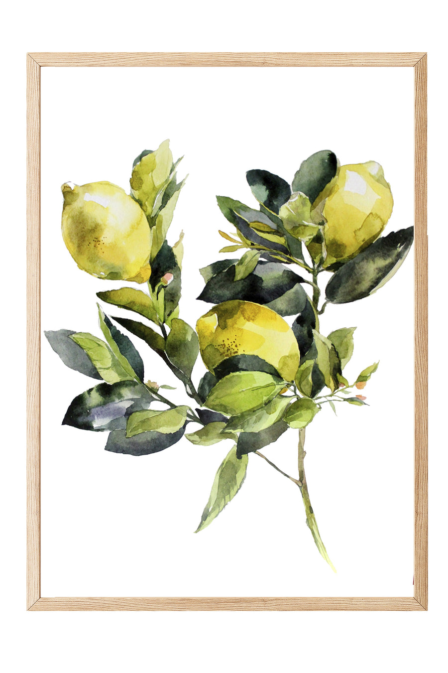 Limon Dalı Suluboya Poster Poster – Ahşap Çerçeveli Tablo
