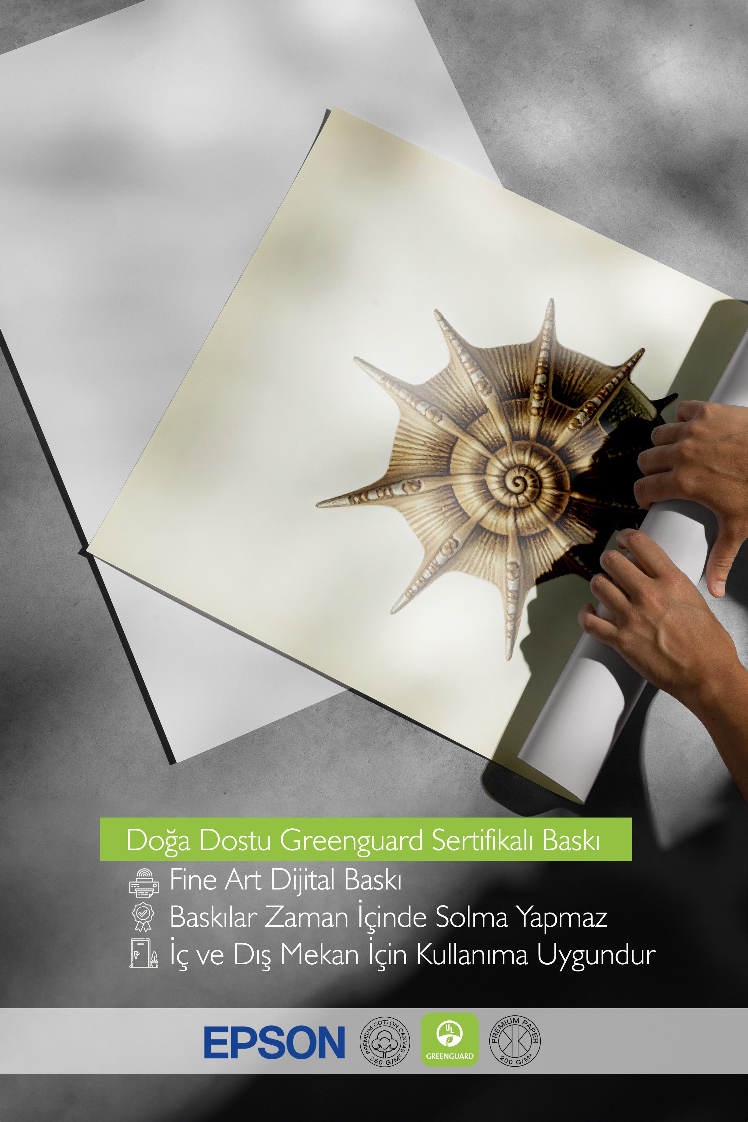 Beyaz Çerçeveli Poster, Deniz Kabuğu, İllüstrasyon, Kahverengi Renk Poster, 2025 Yaz Seçkisi, NO:109603
