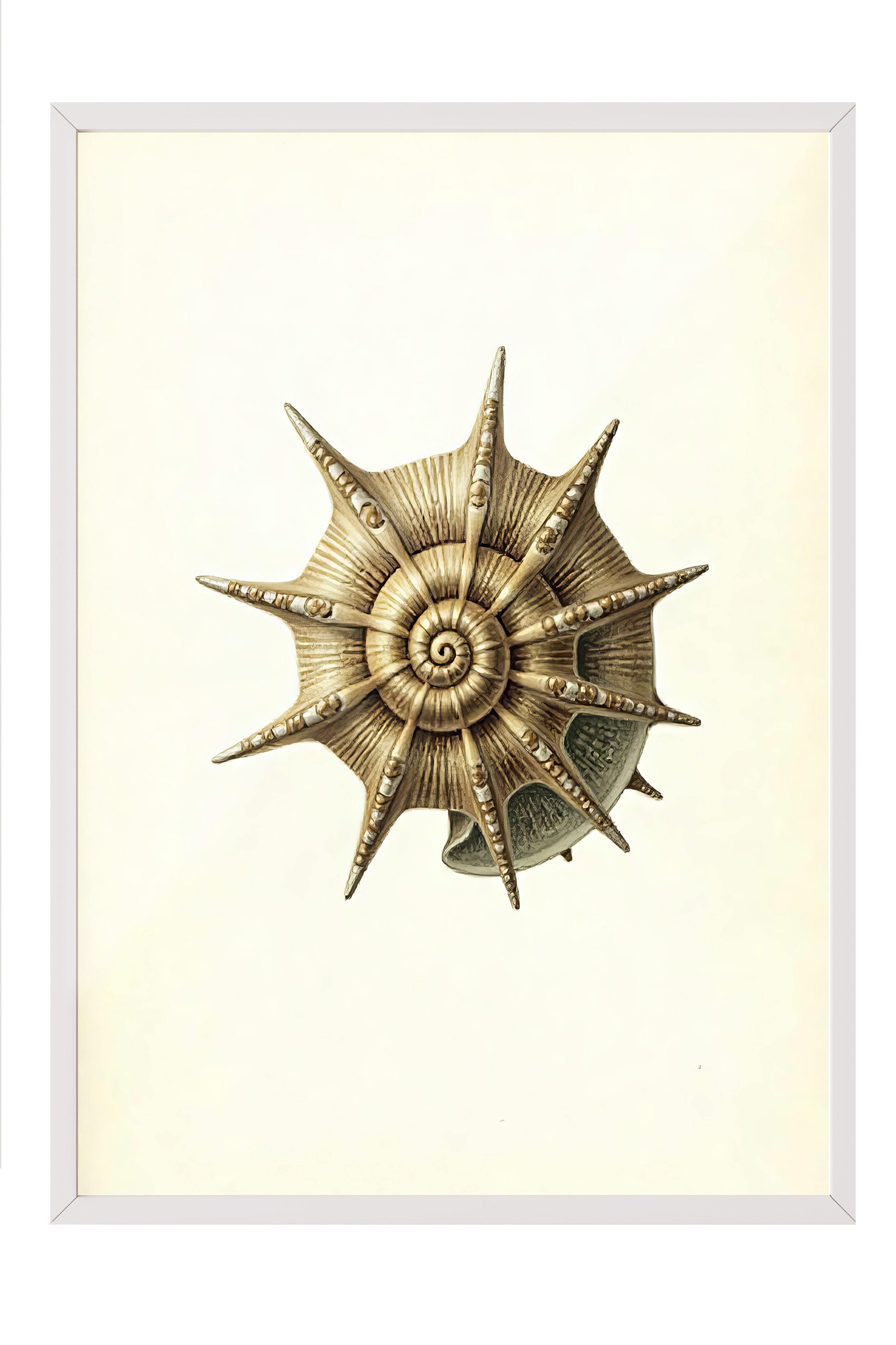 Beyaz Çerçeveli Poster, Deniz Kabuğu, İllüstrasyon, Kahverengi Renk Poster, 2025 Yaz Seçkisi, NO:109603