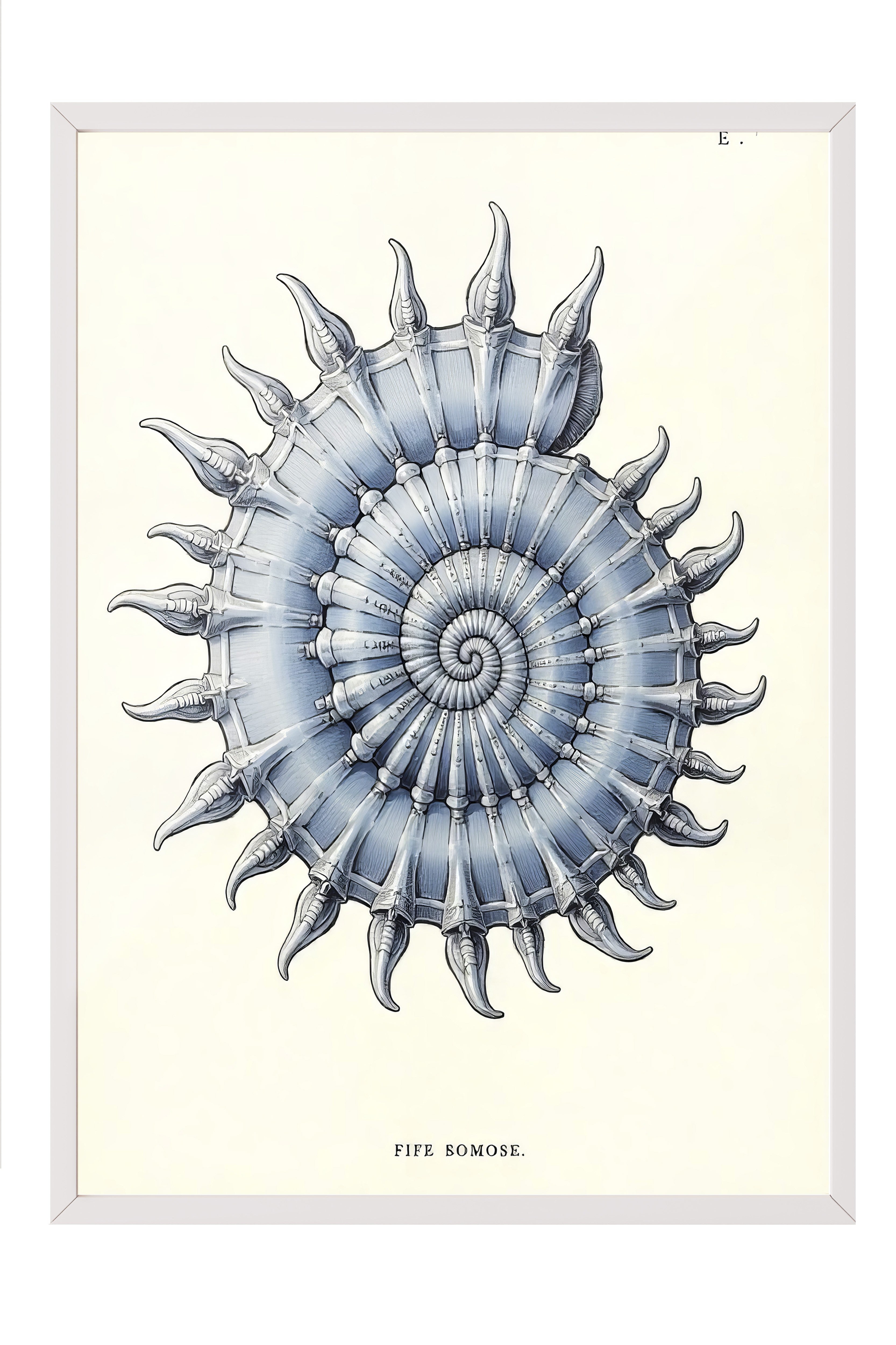 Beyaz Çerçeveli Poster, Deniz Kabuğu, İllüstrasyon, Mavi Renk Poster, 2025 Yaz Seçkisi, NO:109574