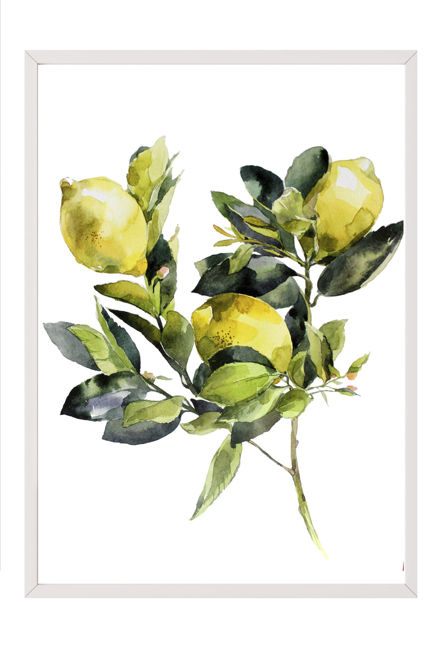 Limon Dalı Suluboya Poster Poster – Beyaz Çerçeveli Tablo