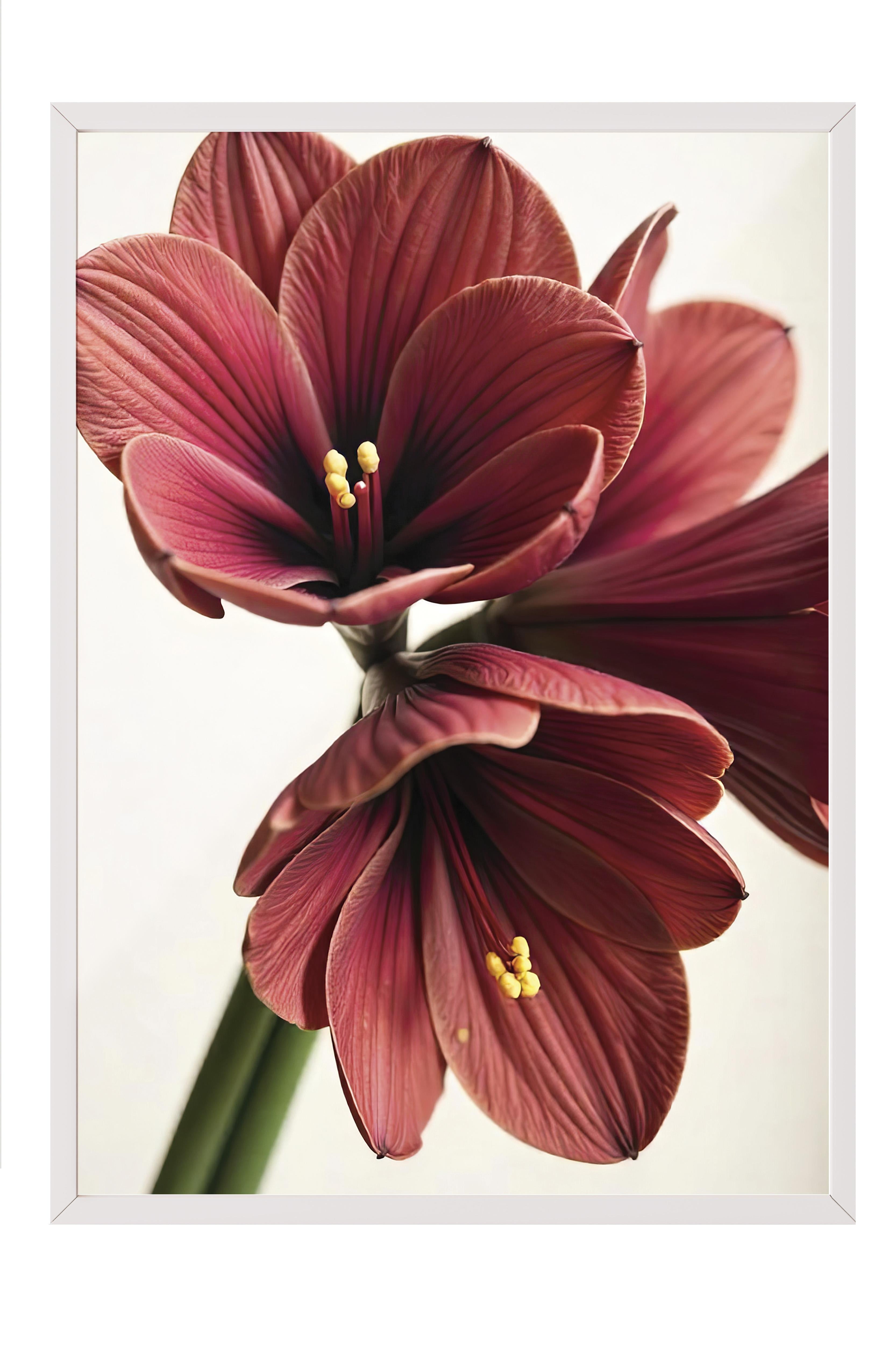 Beyaz Çerçeveli Tablo, Yılbaşı Poster, Yılbaşı Dekoru, Amaryllis in Red Comfort Serisi NO:108644