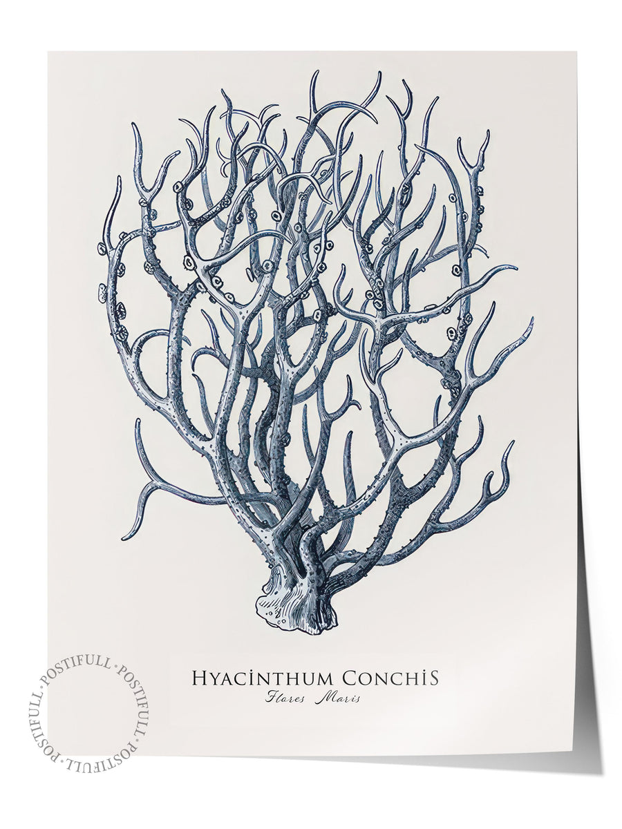 Farklı Tonlarda HYACINTHUM CONCHIS Comfort Serisi Çerçevesiz Poster