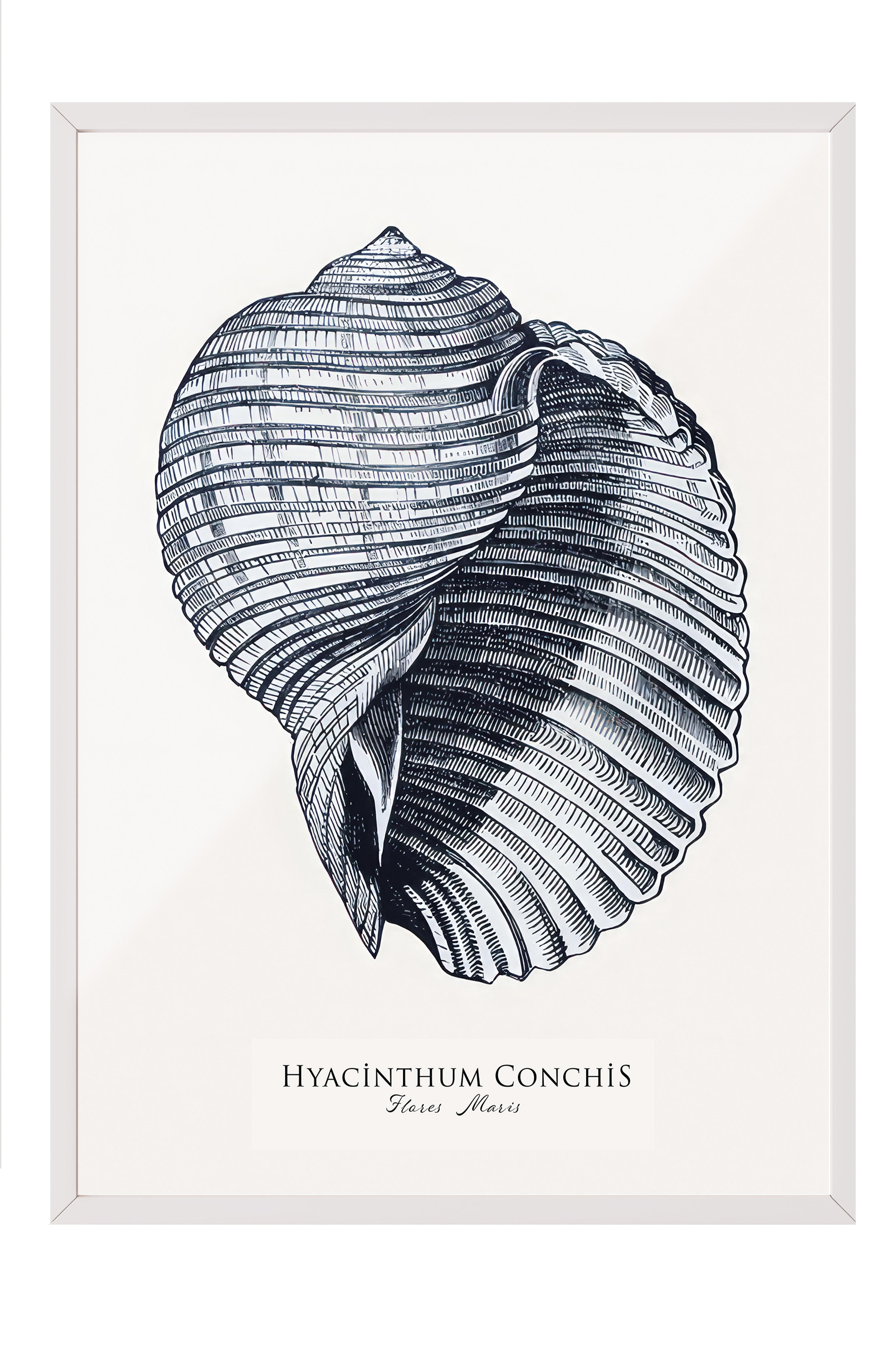 Blue Seashell  Çerçeveli Tablo, Beyaz Çerçeve ve Poster, Duvar Tablosu Comfort Serisi NO:108439