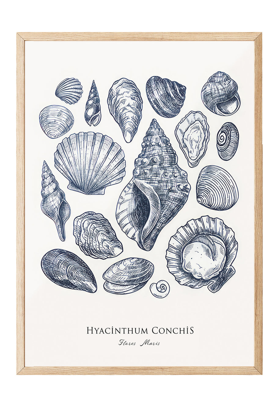 Hyacinthum Conchis Poster – Ahşap Çerçeveli Tablo