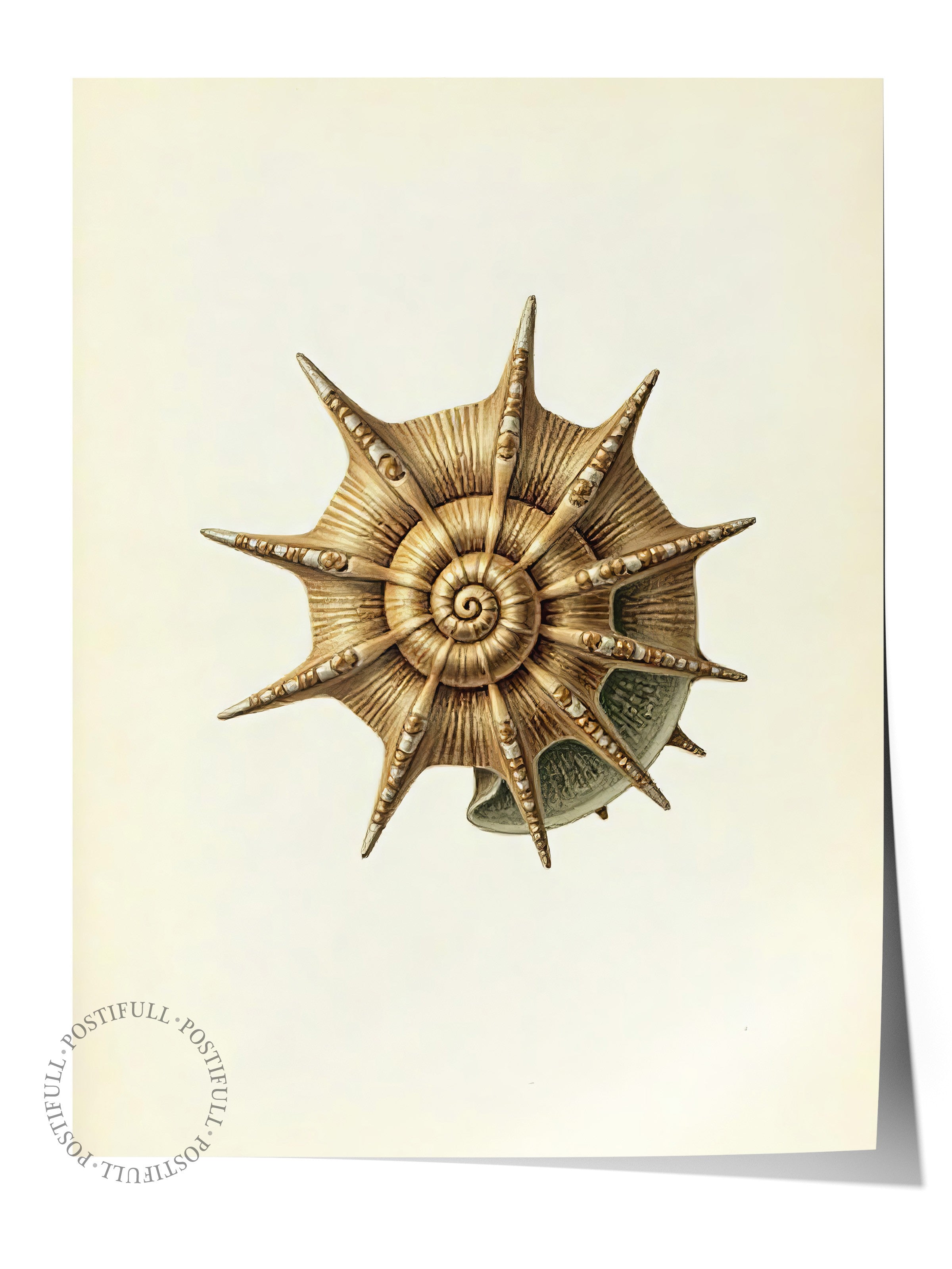 Çerçevesiz Duvar Posteri, Deniz Kabuğu, İllüstrasyon, Kahverengi Renk Poster, 2025 Yaz Seçkisi, NO:109603
