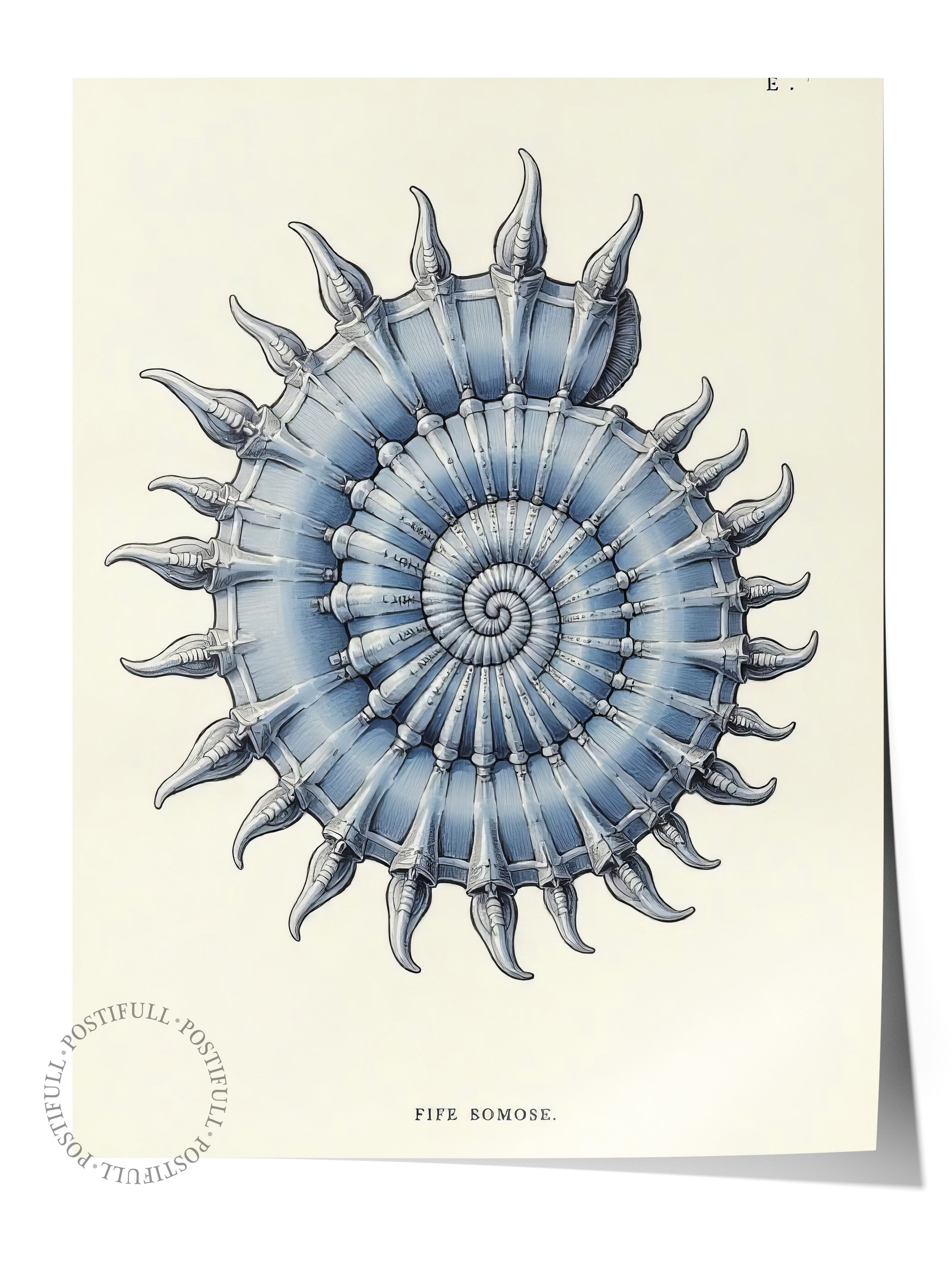 Çerçevesiz Duvar Posteri, Deniz Kabuğu, İllüstrasyon, Mavi Renk Poster, 2025 Yaz Seçkisi, NO:109574