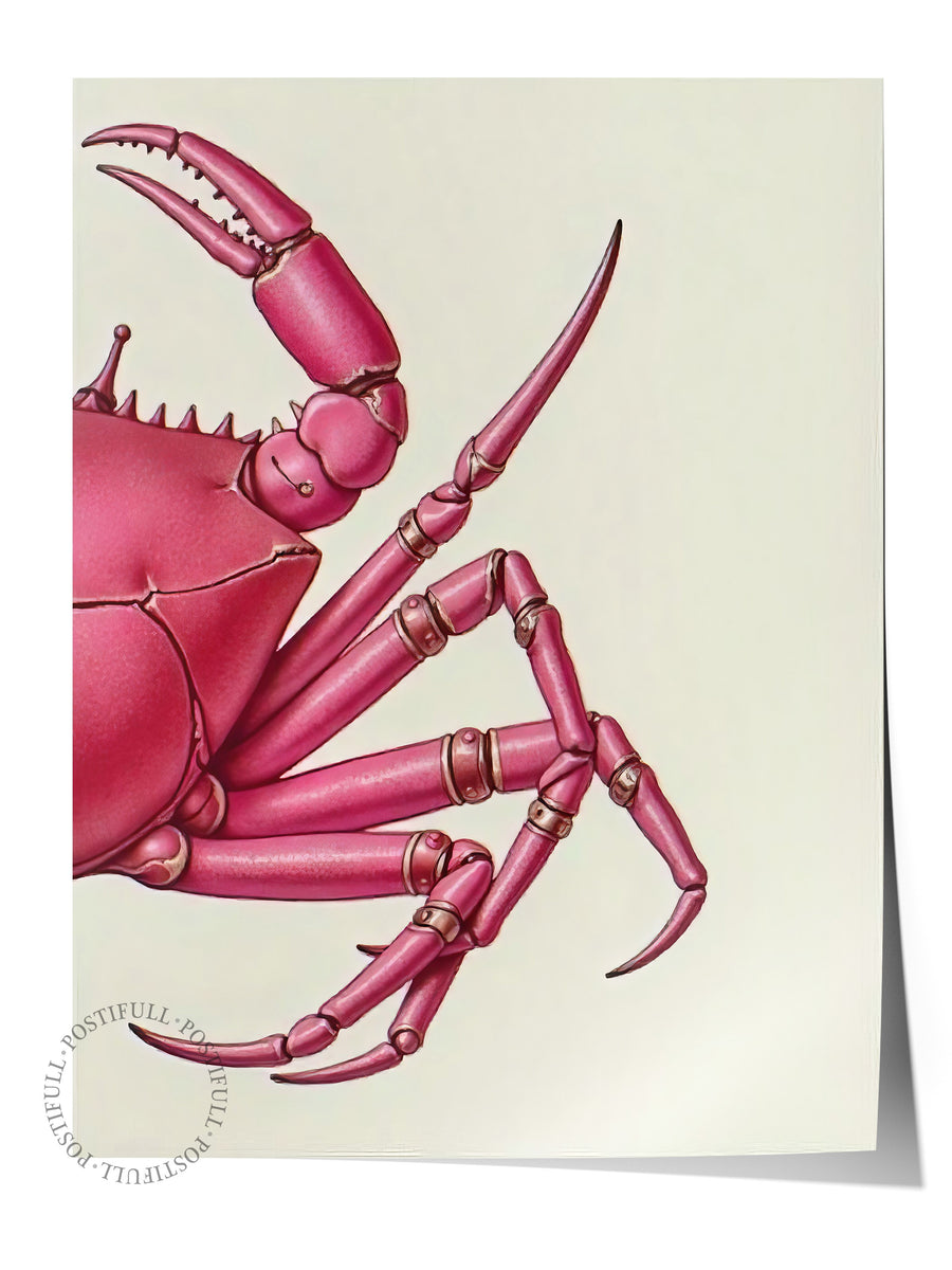 Pembe Yengeç Çizimi Poster Yaz Seçkisi Çerçevesiz Poster