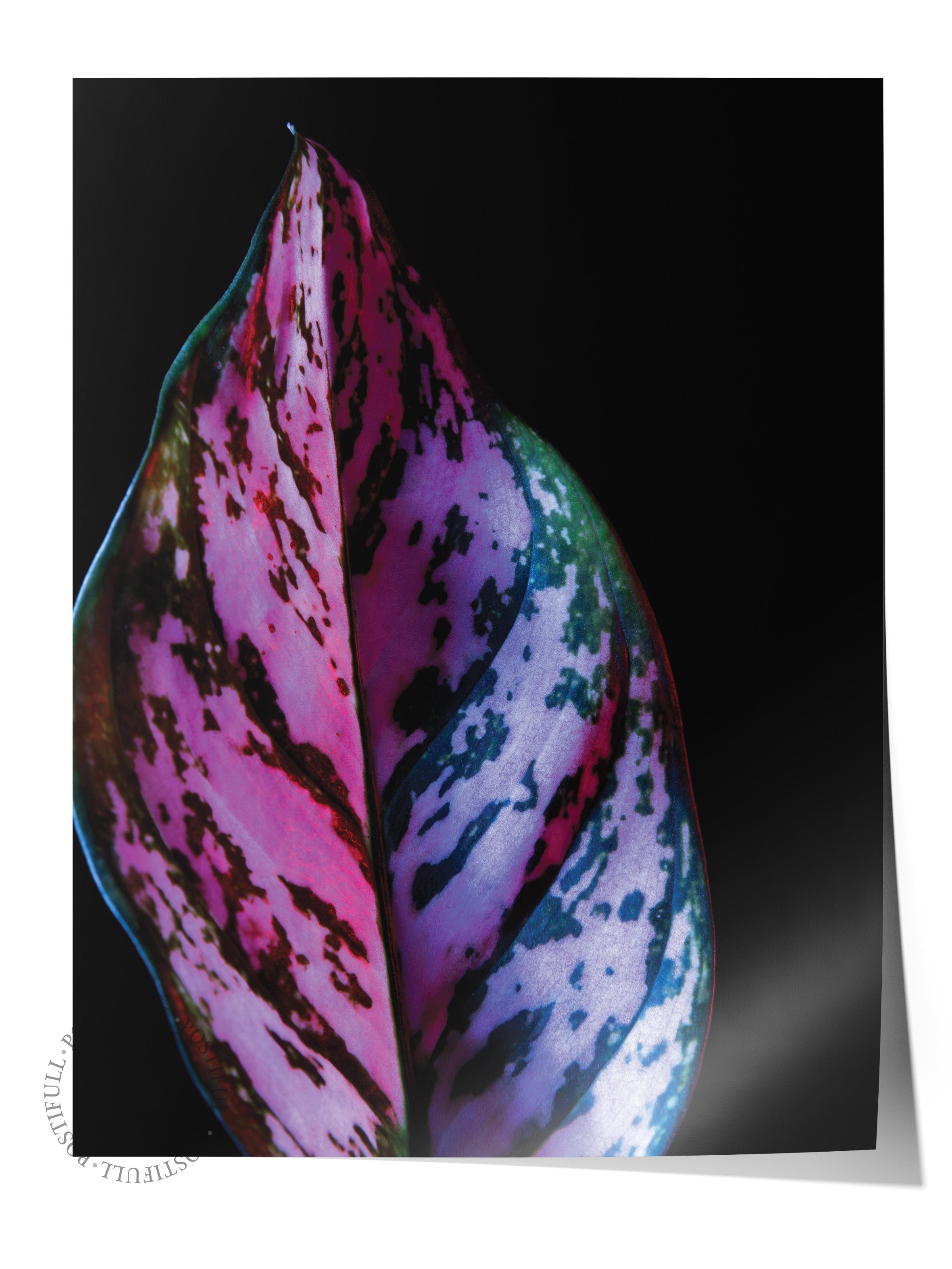 Çerçevesiz Poster, Botanik & Yaprak Tablo No:22, HD Fotoğraf, Salon, Mutfak Duvar Dekoru Poster