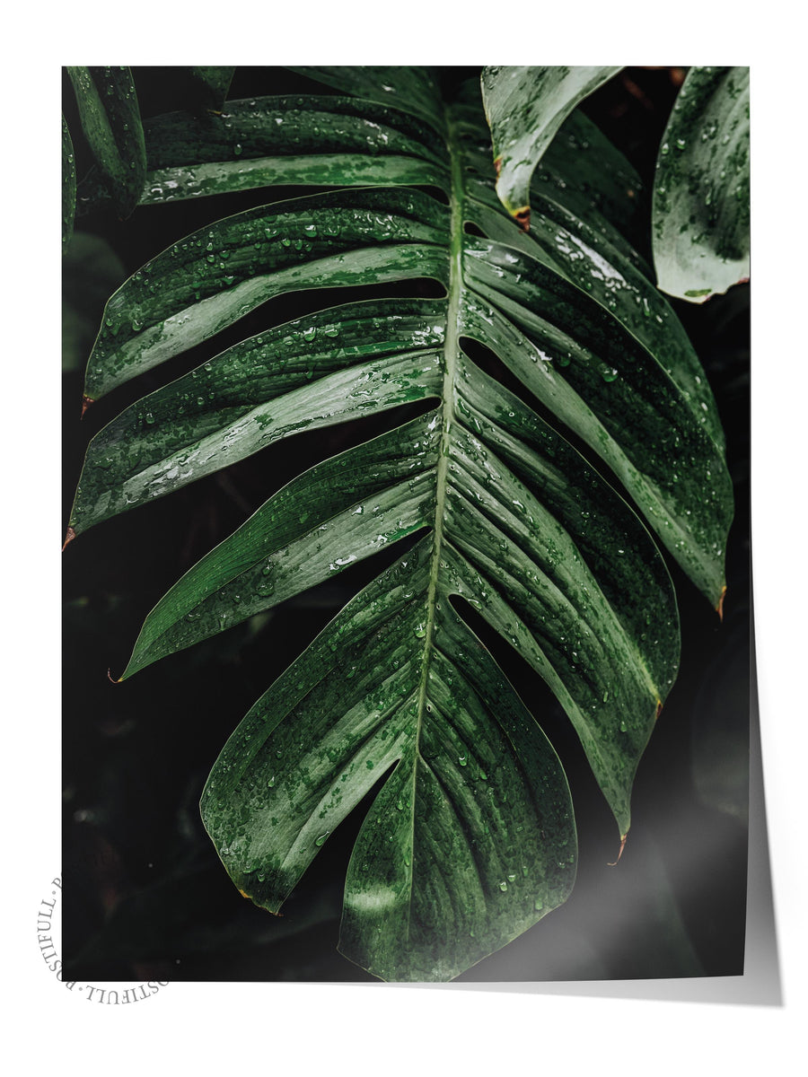 Yağmurda Monstera Yaprağı Fotoğraf Çerçevesiz Poster